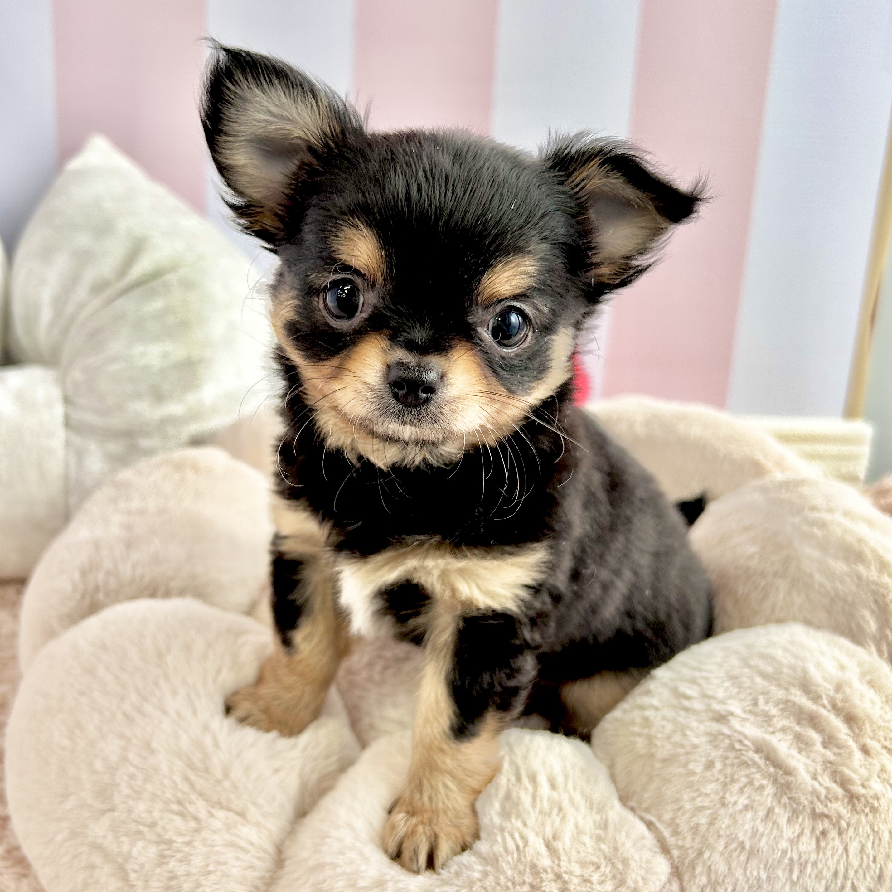 岡山県のチワワ(ロング) (犬の家&猫の里倉敷中庄店/2025年8月31日生まれ/女の子/ブラックタン)の子犬の2枚目の画像