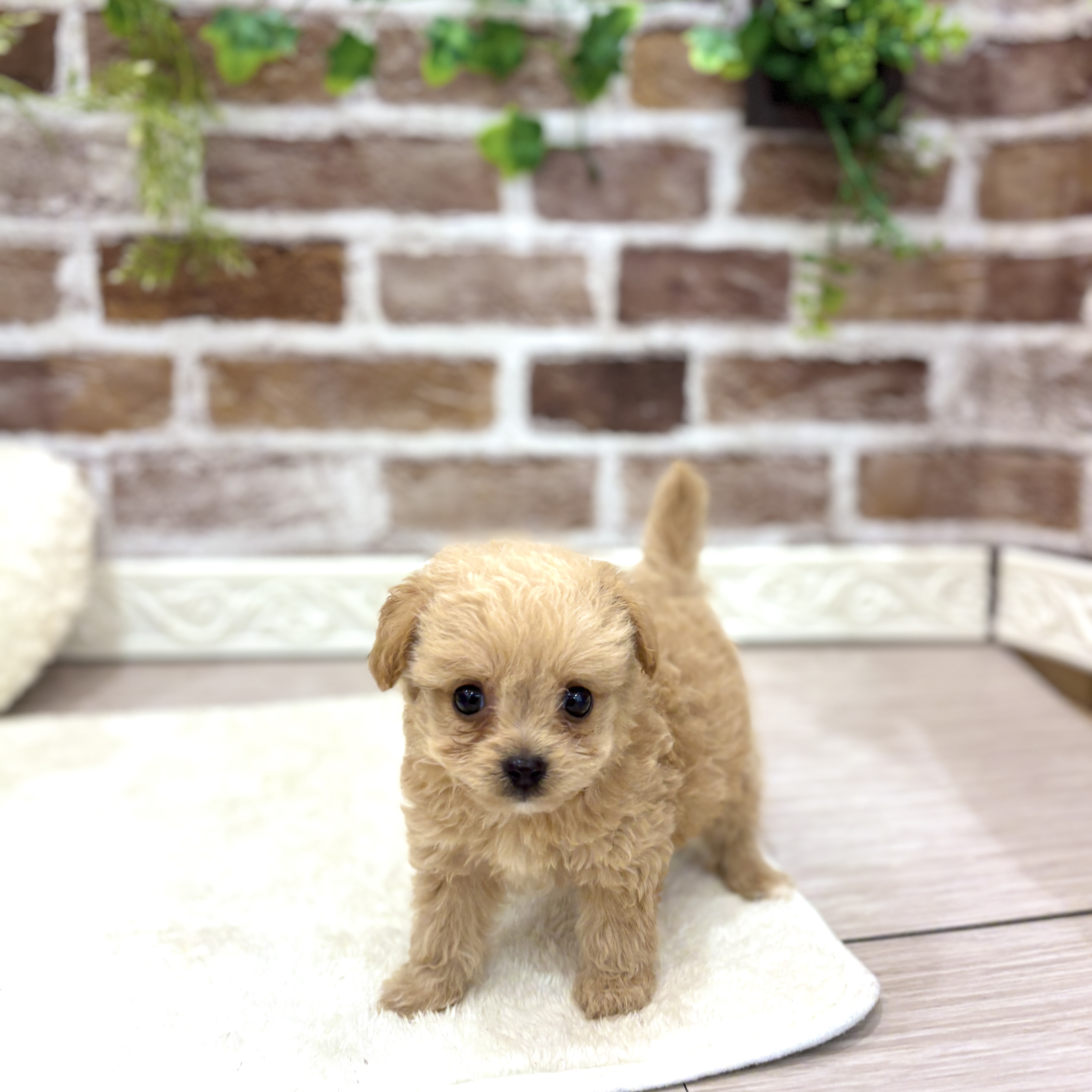 三重県のチワプー/プーチー(チワワ×プードル) (犬の家＆猫の里三重桑名店/2026年6月28日生まれ/男の子/アプリコット)の子犬の2枚目の画像