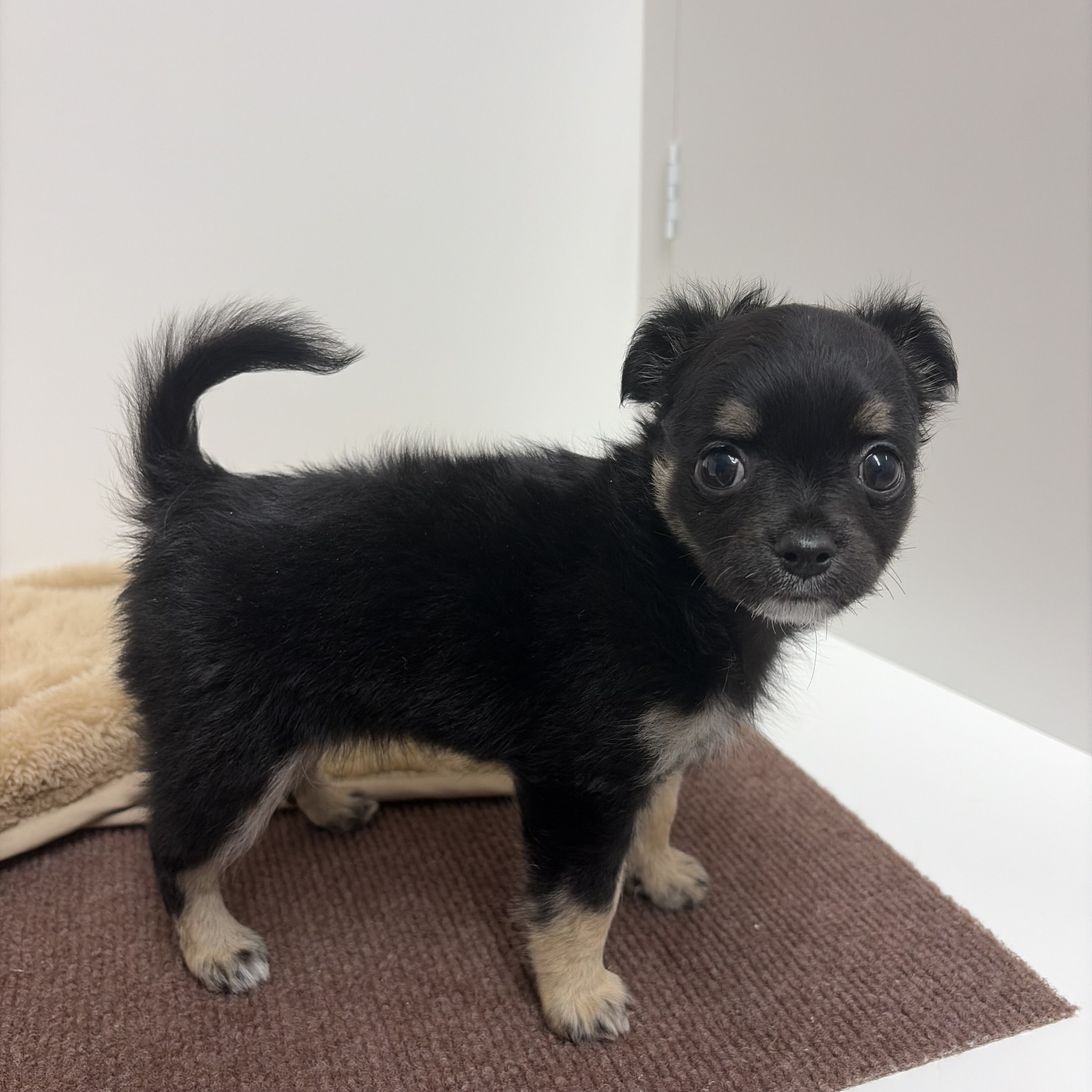 神奈川県のチワワ(ロング) (犬の家＆猫の里相模原店/2025年10月13日生まれ/女の子/ブラックタンホワイト)の子犬の2枚目の画像