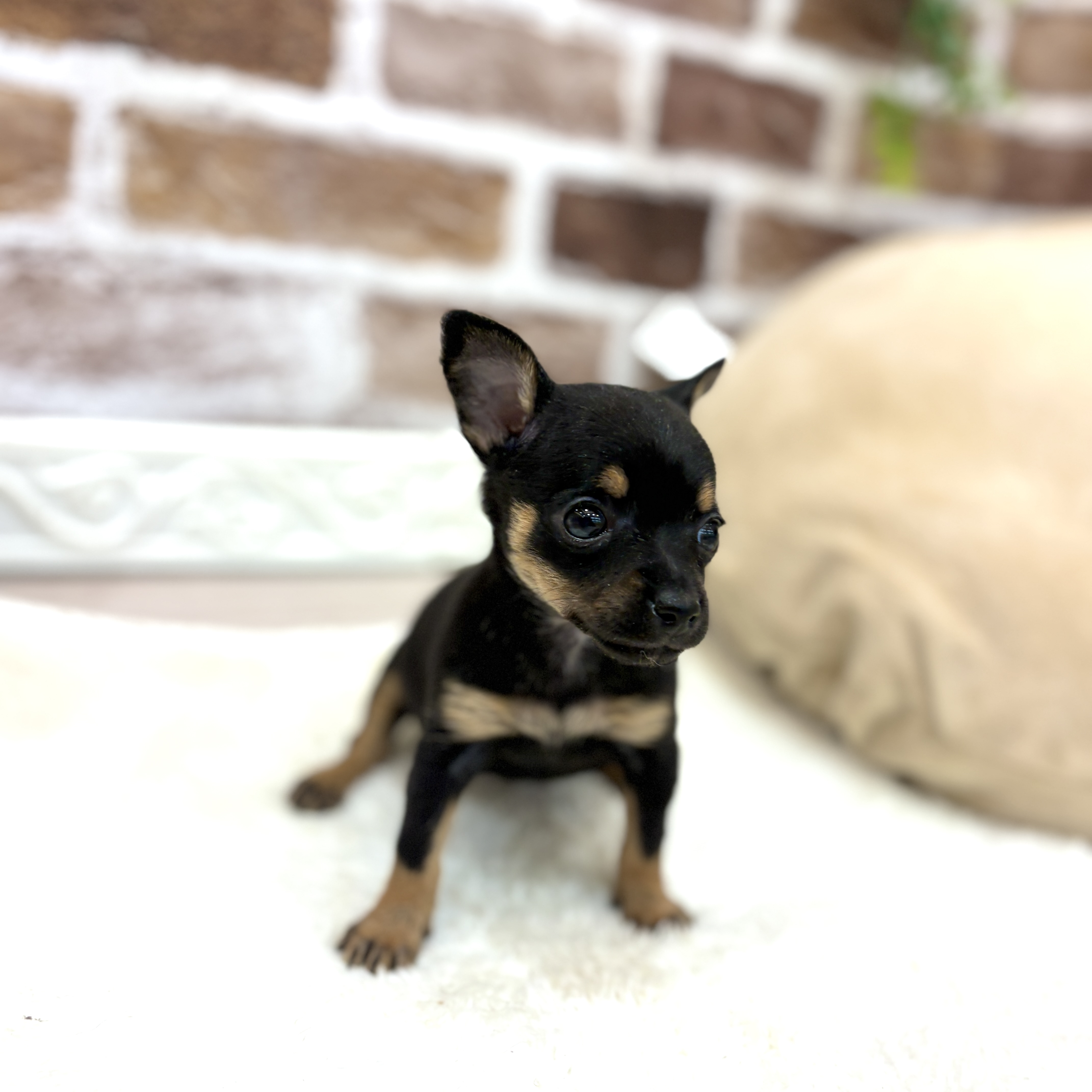三重県のチワピン(チワワ×ミニチュアピンシャー) (犬の家＆猫の里三重桑名店/2026年6月30日生まれ/女の子/ブラックタン)の子犬の2枚目の画像