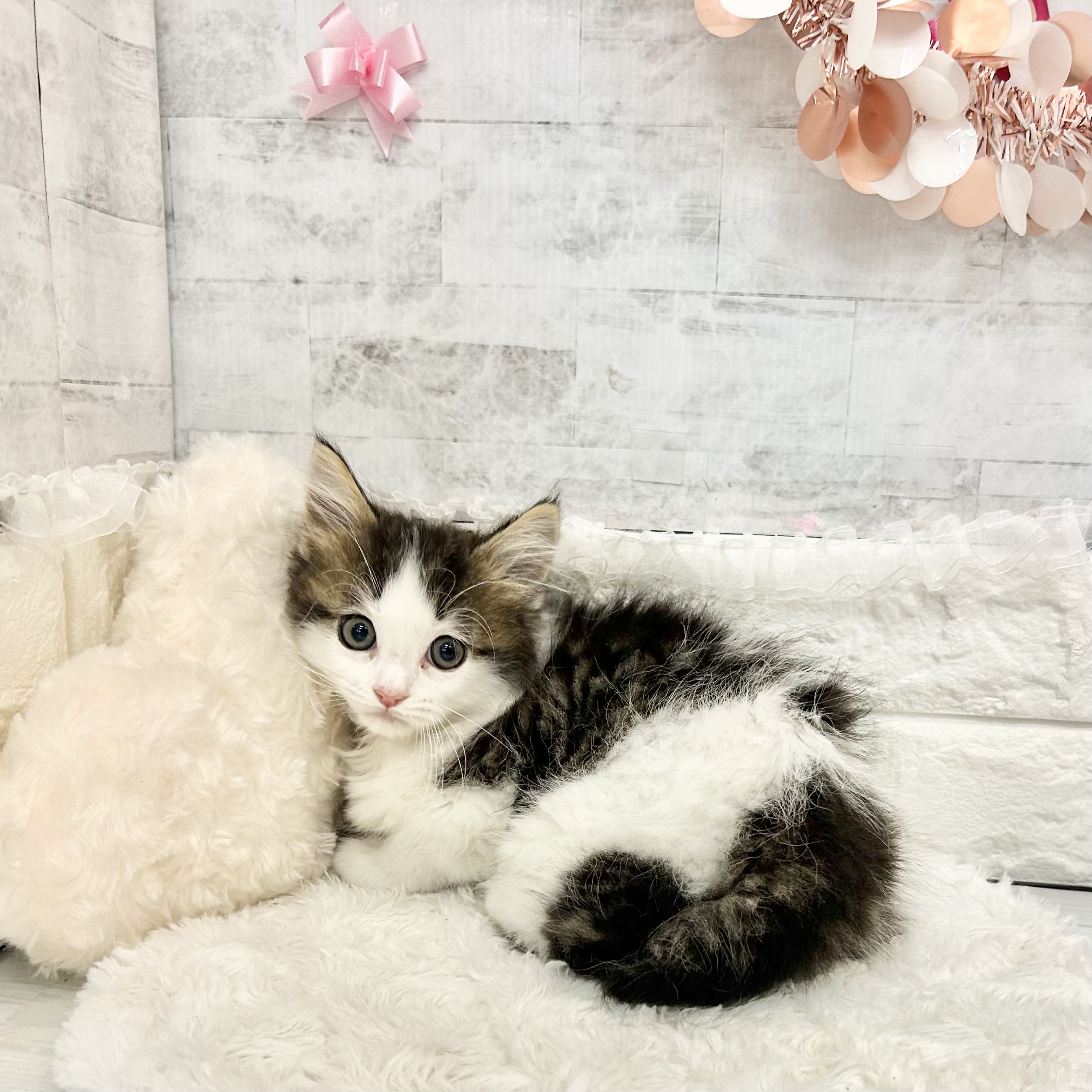 静岡県のマンチカン (犬の家＆猫の里プレ葉ウォーク浜北店/2026年3月19日生まれ/男の子/ブラウンタビーホワイト)の子猫の2枚目の画像