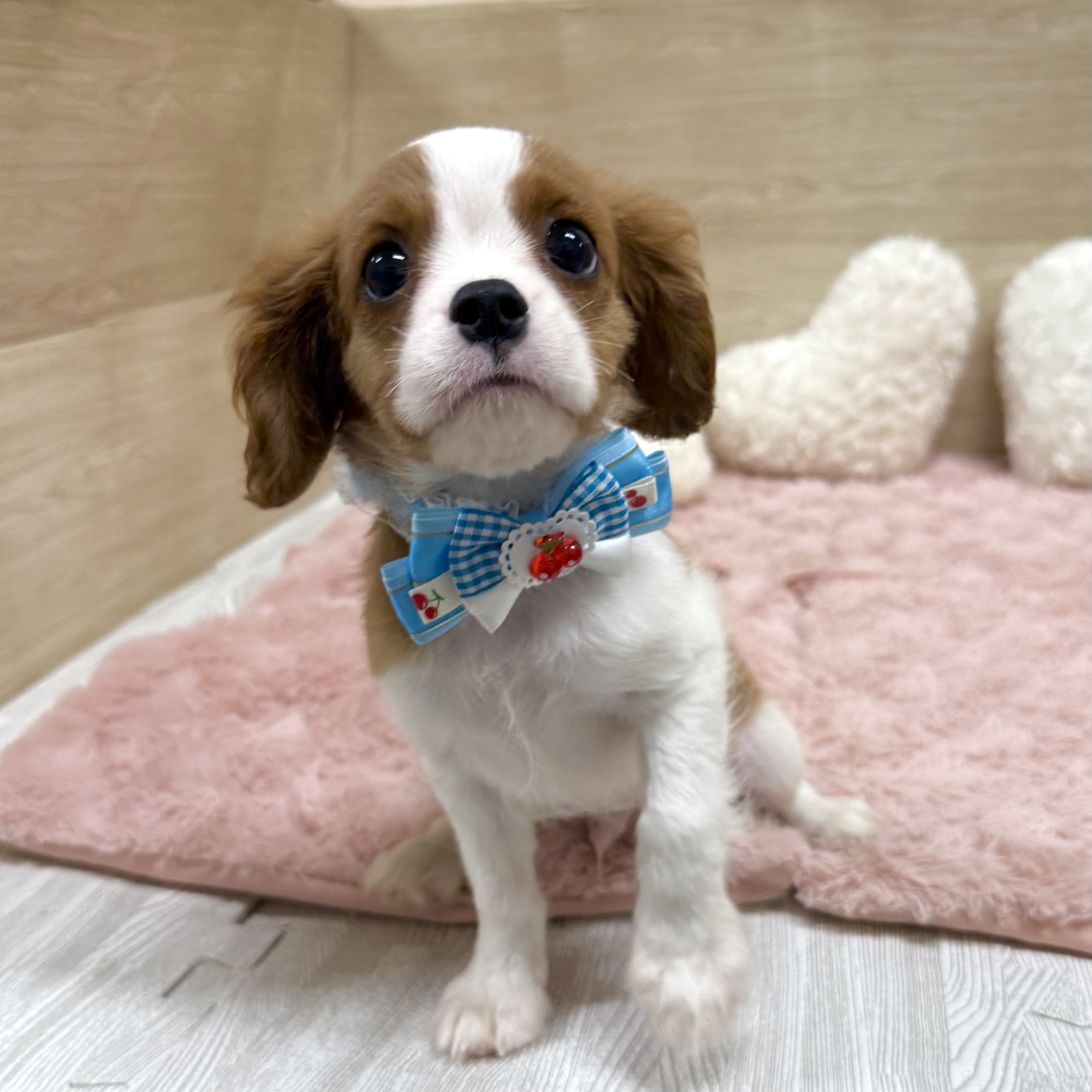 大阪府のキャバリアキングチャールズスパニエル (犬の家＆猫の里そよら東岸和田店/2025年7月14日生まれ/男の子/ブレンハイム)の子犬の2枚目の画像