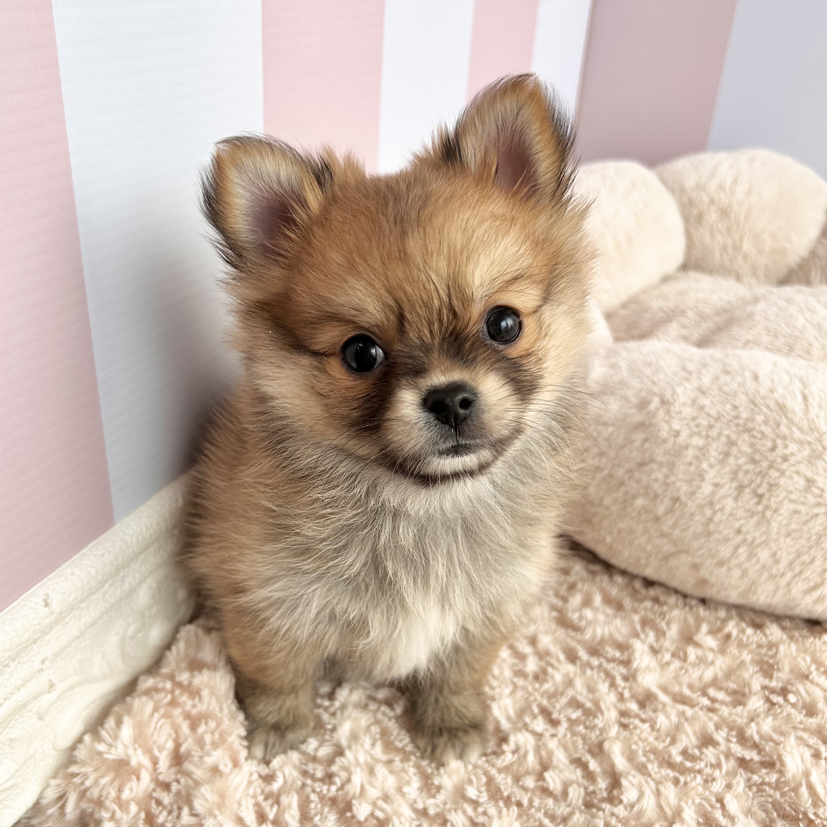 岡山県のポメチワ/チワポメ/ポメチー(ポメラニアン×チワワ) (犬の家＆猫の里倉敷中庄店/2025年8月29日生まれ/女の子/オレンジ)の子犬の1枚目の画像