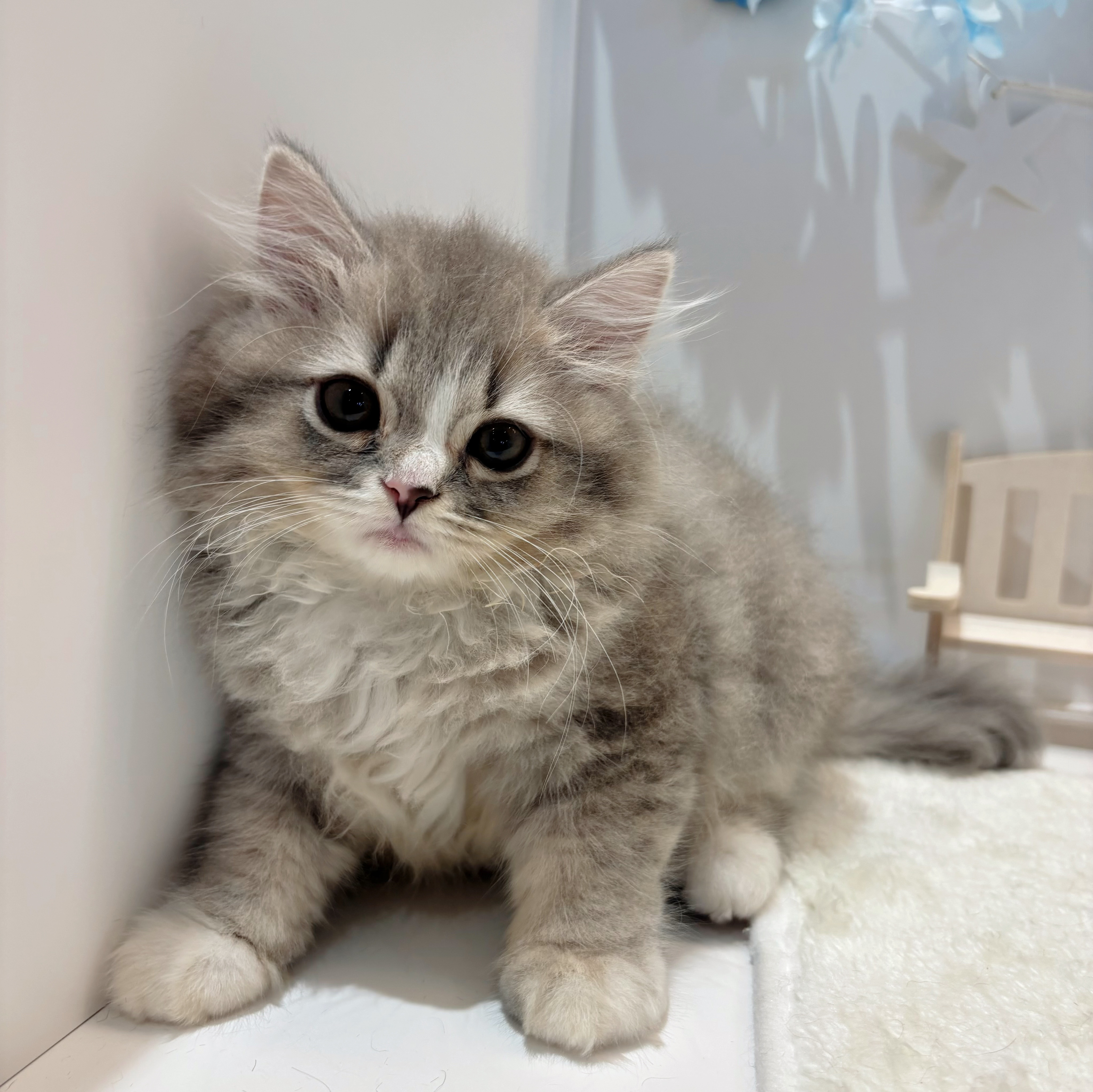 岡山県のスコティッシュストレート (犬の家＆猫の里天満屋ハピーズ西大寺モール店/2026年6月13日生まれ/女の子/ブルーパッチドタビーホワイト)の子猫の2枚目の画像