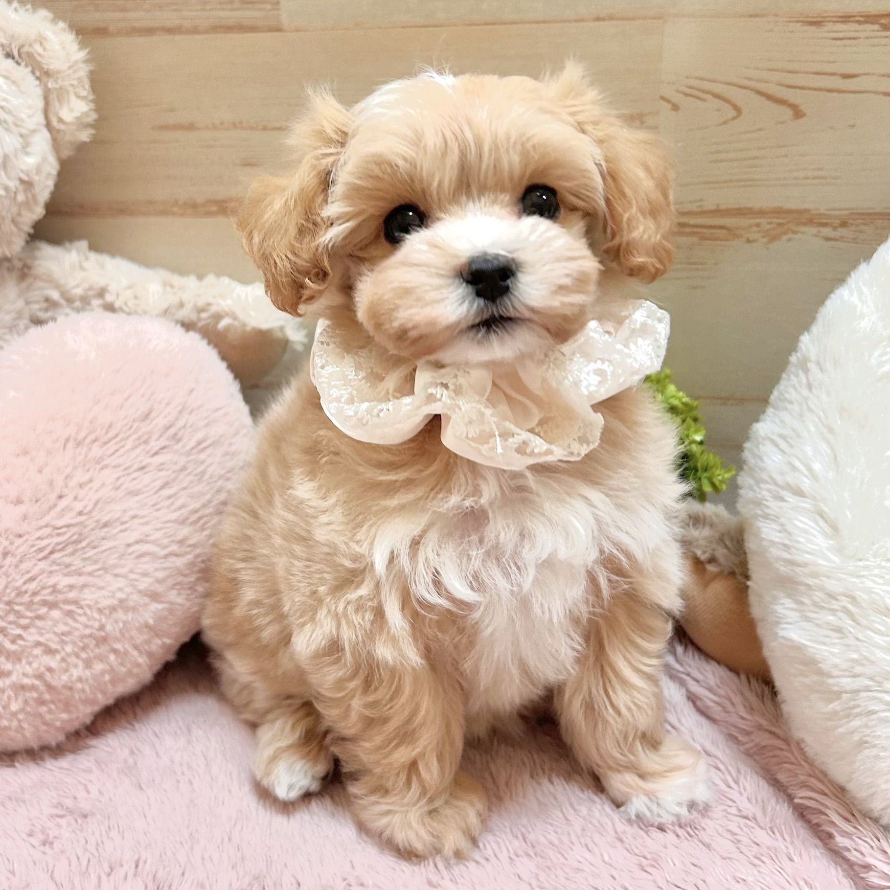 兵庫県のマルプー(マルチーズ×プードル) (犬の家＆猫の里神戸店/2026年1月24日生まれ/女の子/クリーム)の子犬の2枚目の画像
