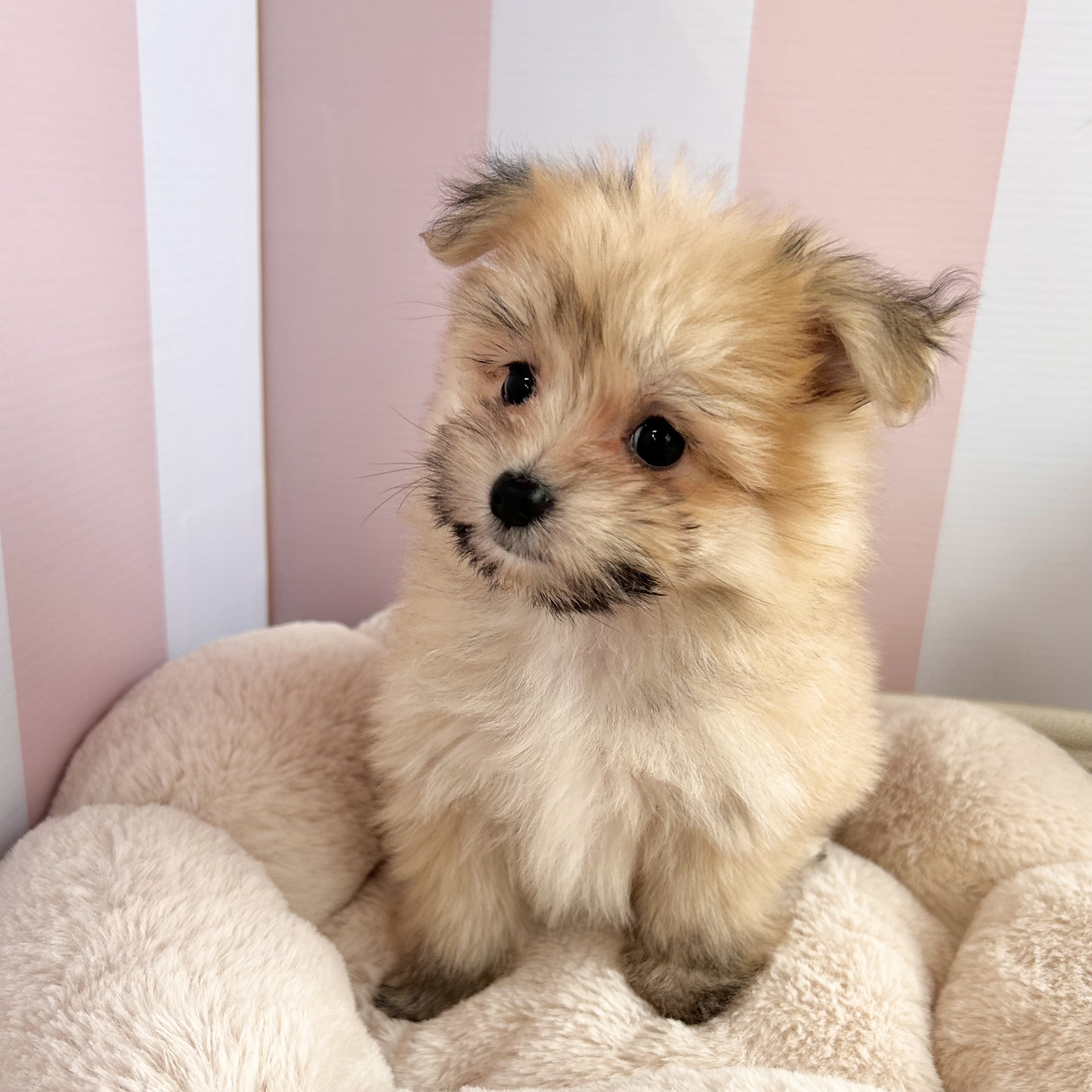 岡山県のポメマル/マルポメ(ポメラニアン×マルチーズ) (犬の家＆猫の里倉敷中庄店/2025年9月1日生まれ/女の子/レッド)の子犬の2枚目の画像