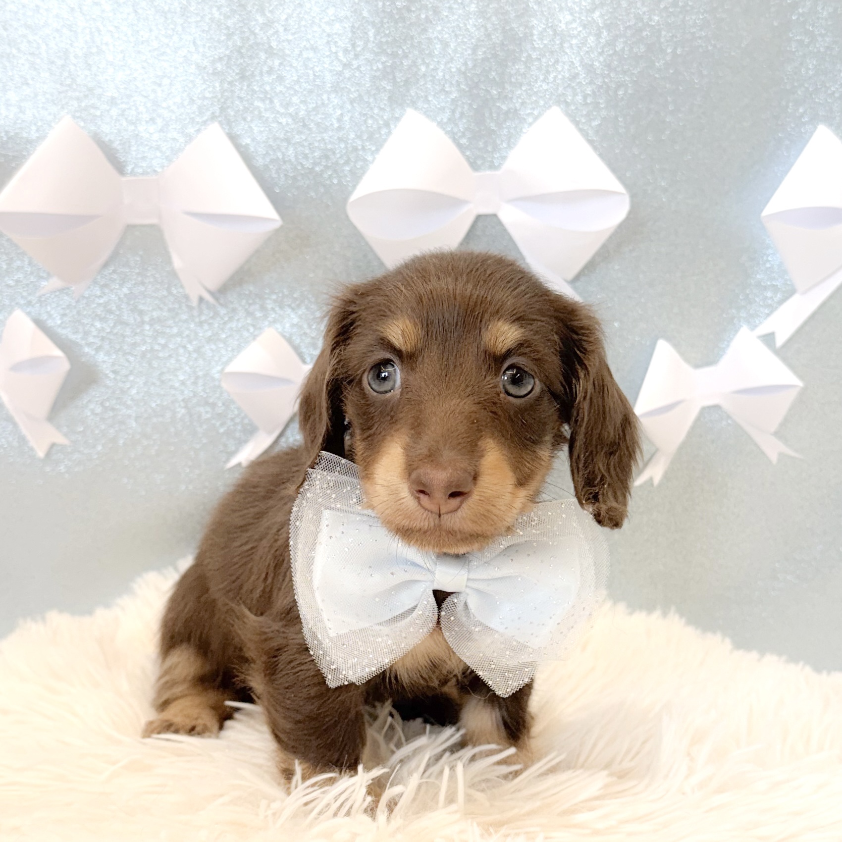 ミニチュアダックス男の子の写真