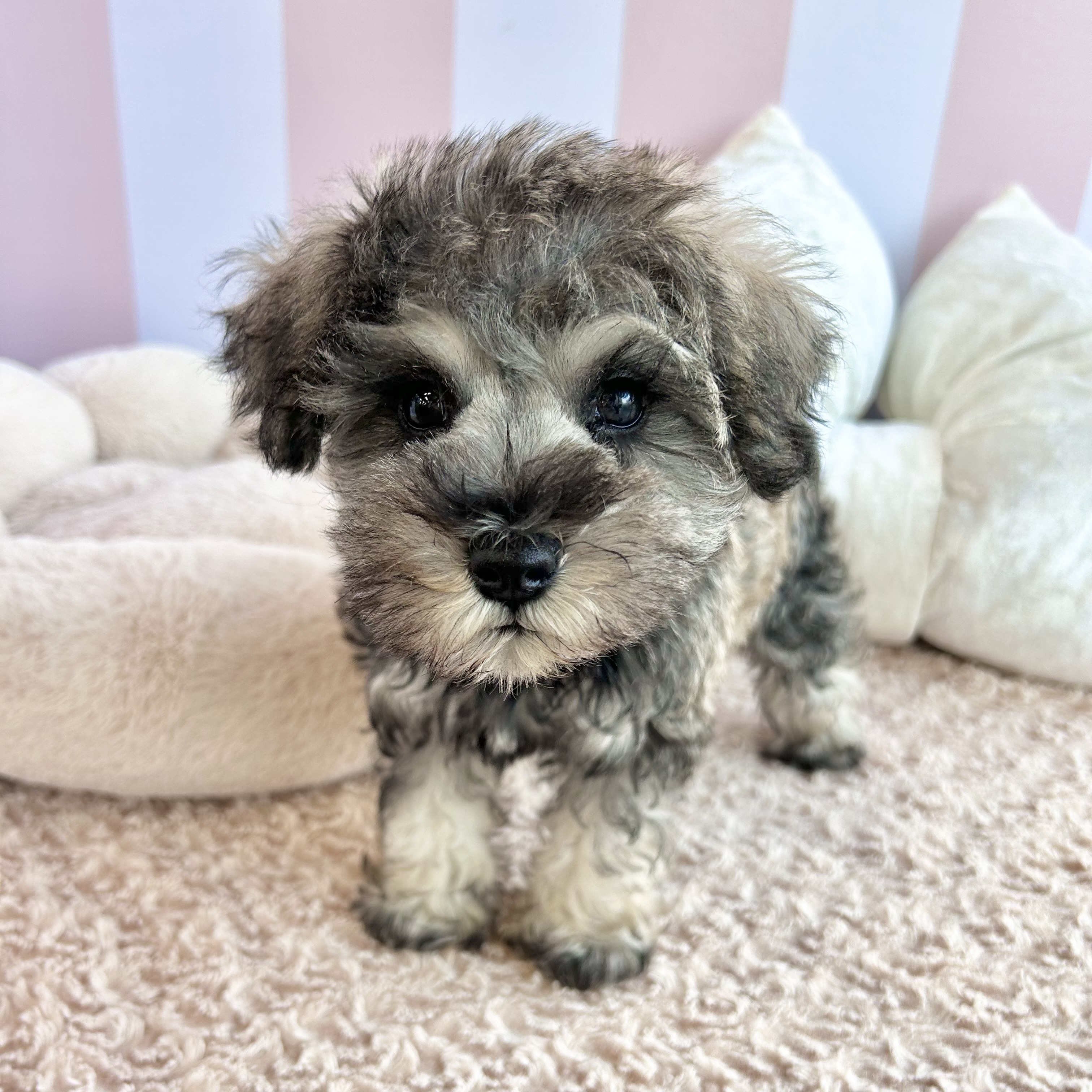 岡山県のミニチュアシュナウザー (犬の家＆猫の里倉敷中庄店/2025年9月3日生まれ/女の子/ソルトペッパー)の子犬の1枚目の画像