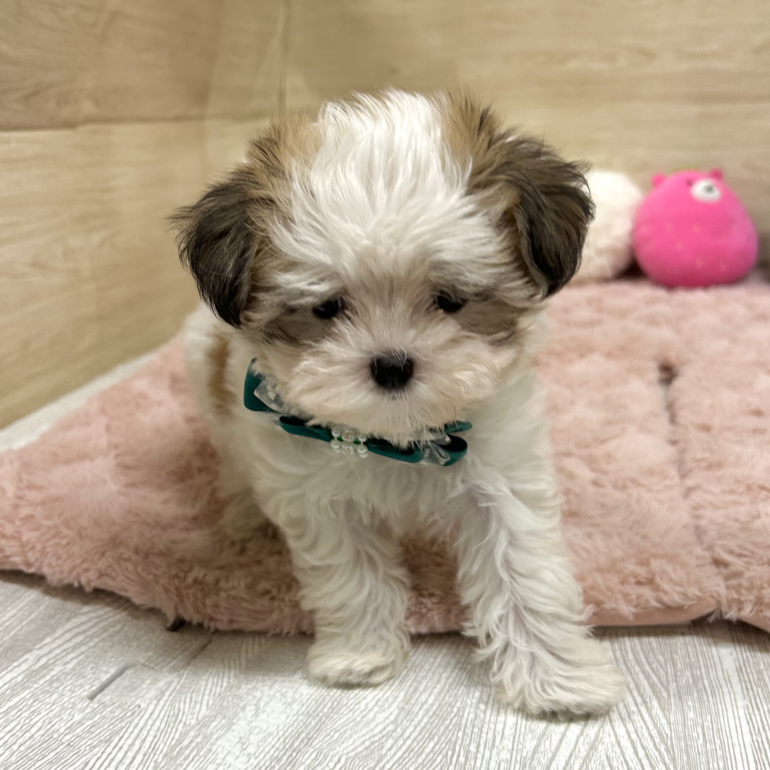 大阪府のハーフ犬・ミックス犬 (犬の家＆猫の里そよら東岸和田店/2025年7月4日生まれ/女の子/ホワイトセーブル)の子犬の2枚目の画像