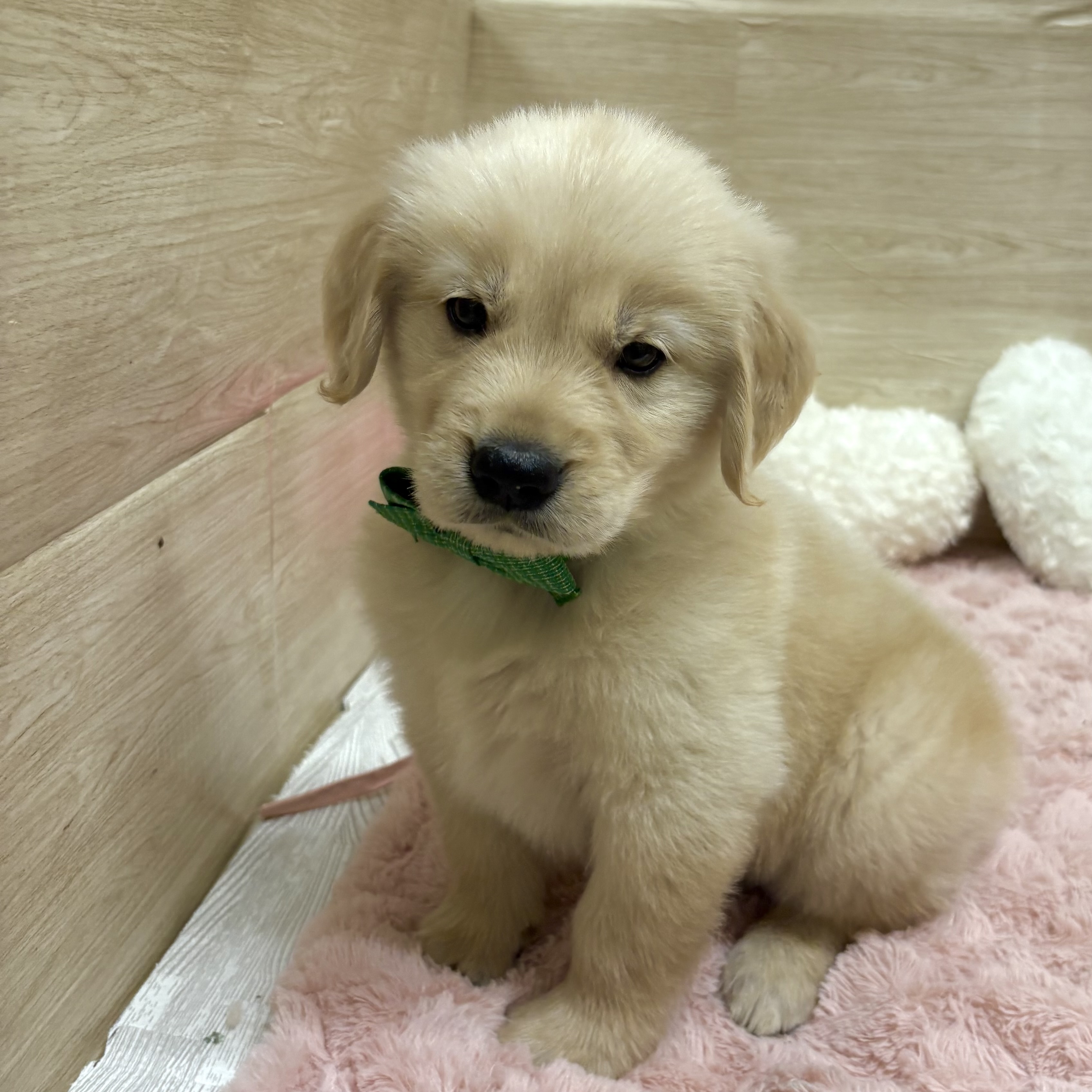 大阪府のゴールデンレトリバー (犬の家＆猫の里そよら東岸和田店/2025年8月21日生まれ/男の子/ゴールデン)の子犬の2枚目の画像