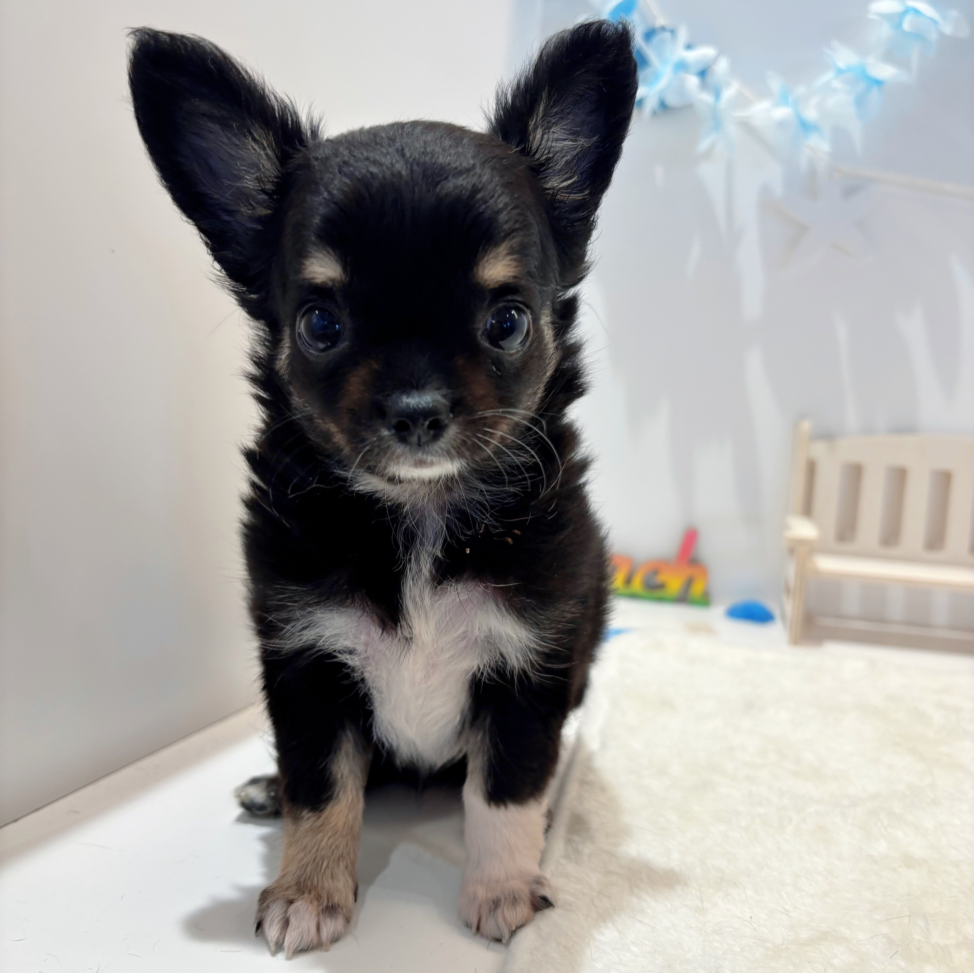 岡山県のチワワ(ロング) (犬の家＆猫の里天満屋ハピーズ西大寺モール店/2026年6月15日生まれ/女の子/ブラックタンホワイト)の子犬の1枚目の画像