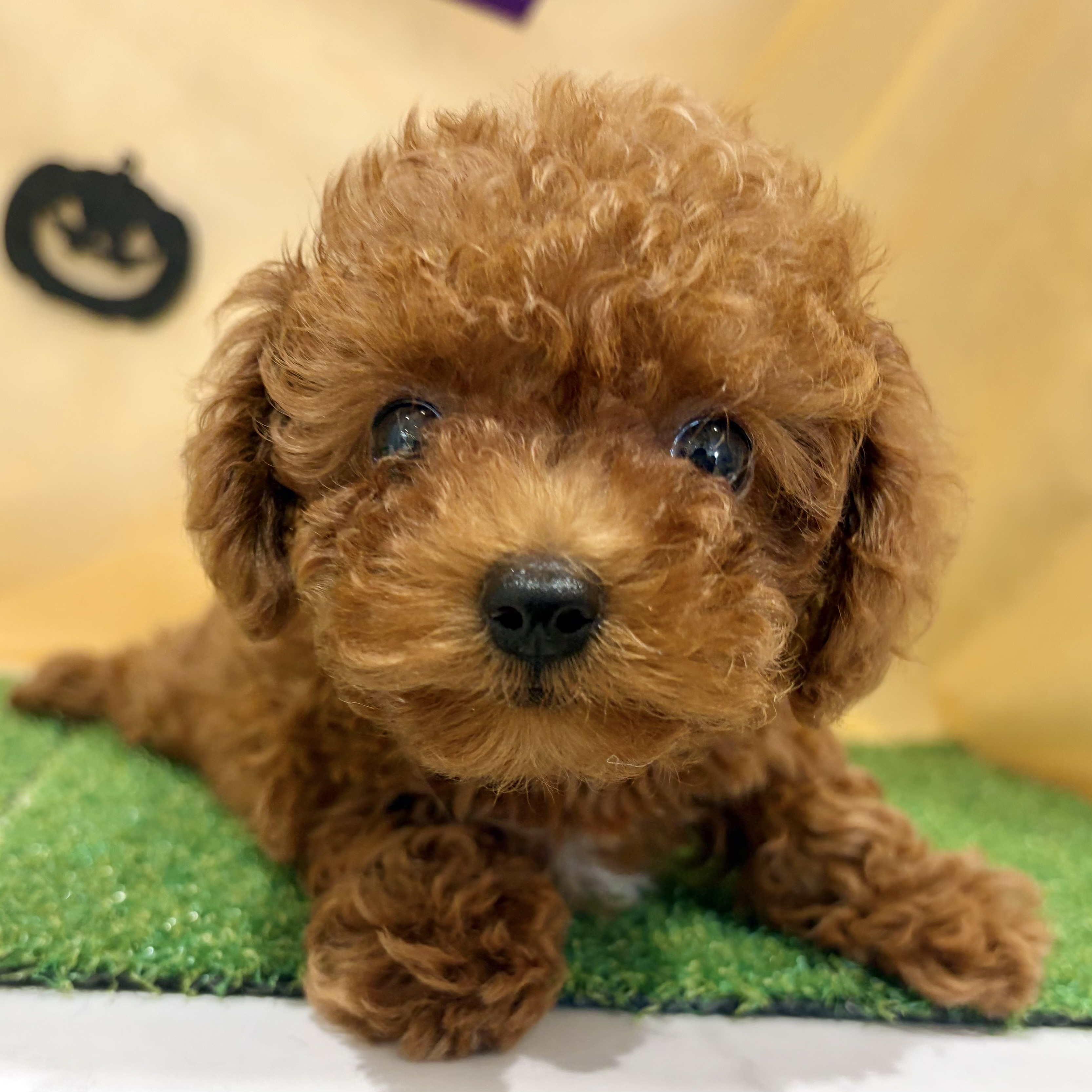 福岡県のトイプードル(タイニー) (犬の家＆猫の里くりえいと宗像店/2026年7月28日生まれ/男の子/レッド)の子犬の2枚目の画像
