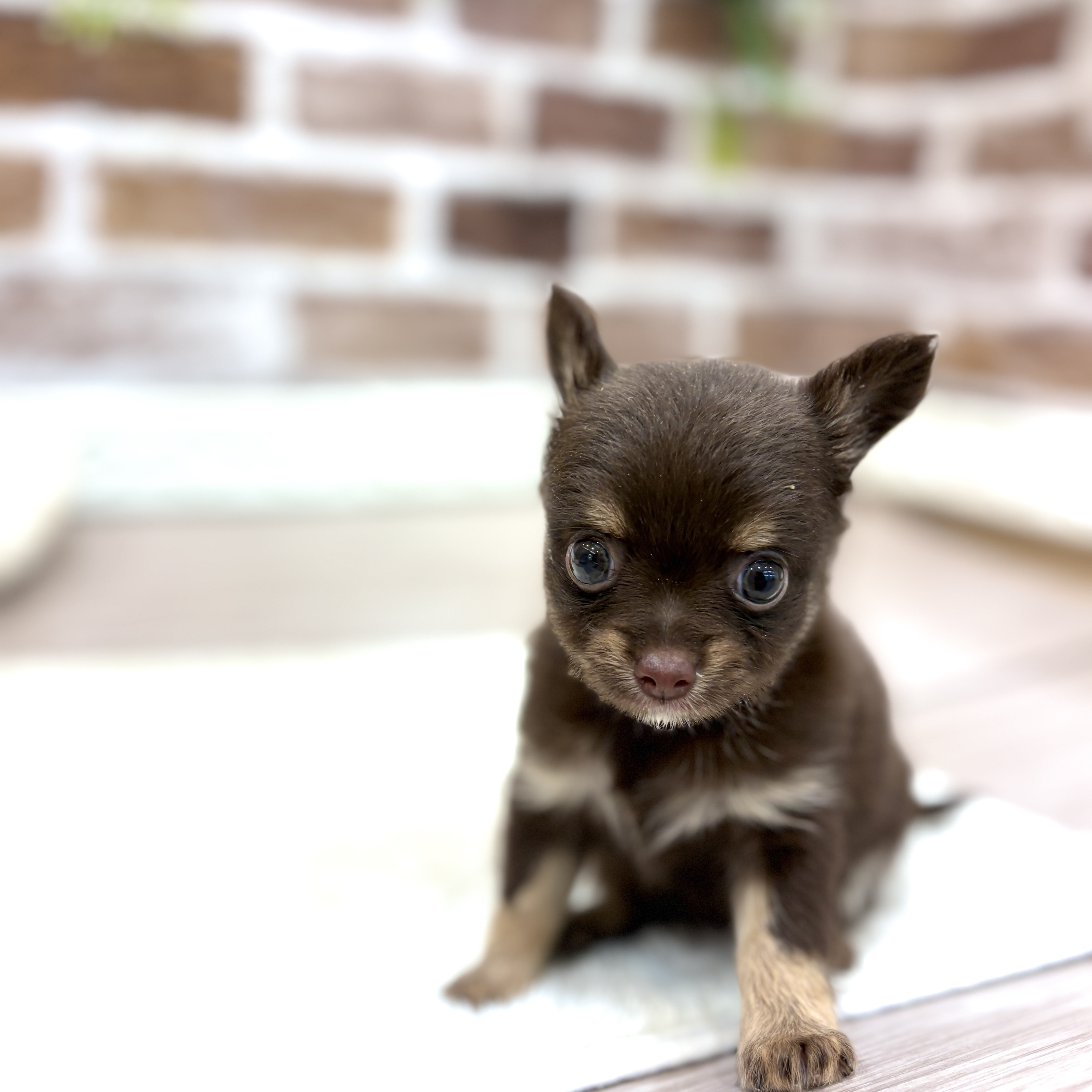 三重県のチワワ(ロング) (犬の家＆猫の里三重桑名店/2026年7月7日生まれ/女の子/チョコレートタン)の子犬の2枚目の画像