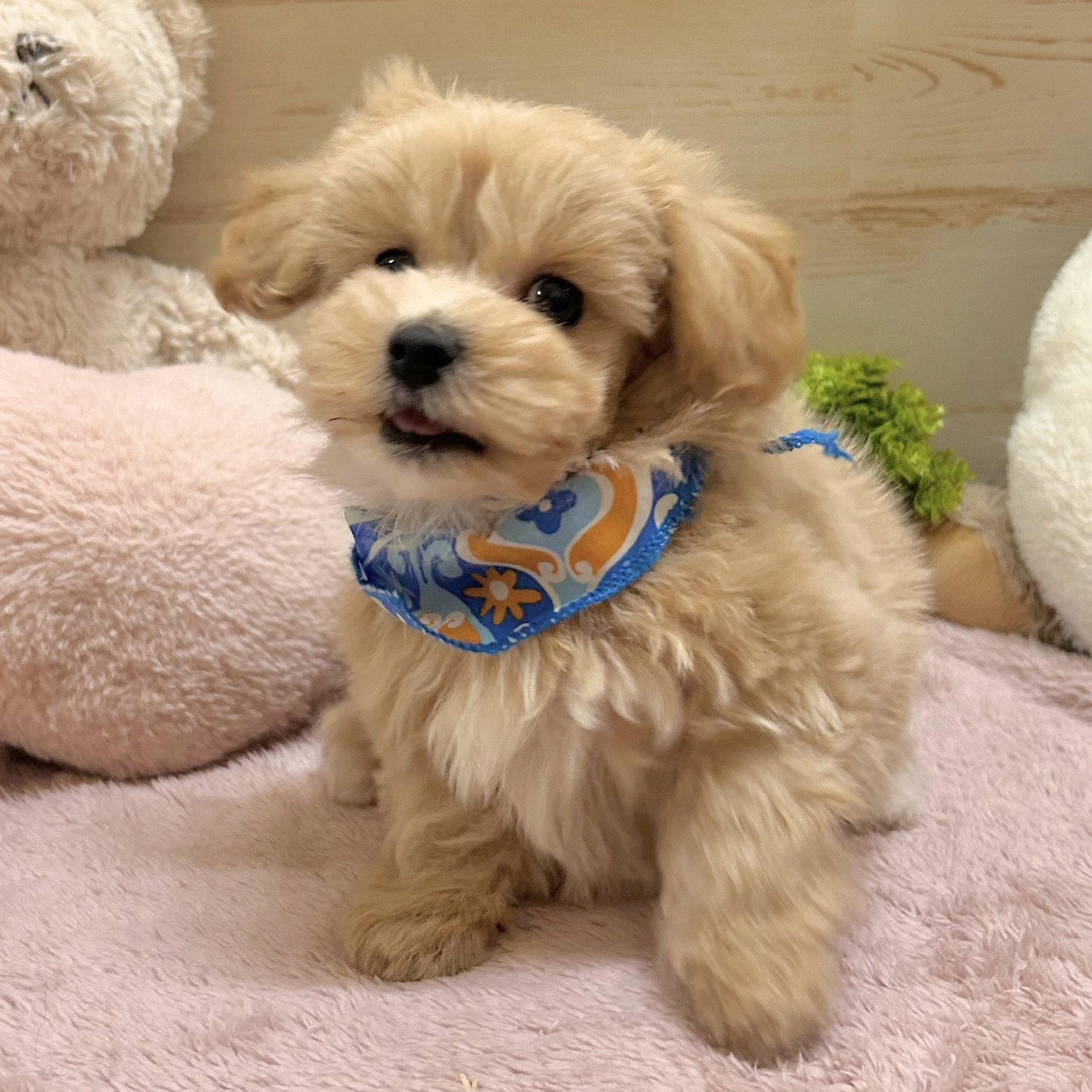 兵庫県のマルプー(マルチーズ×プードル) (犬の家＆猫の里神戸店/2026年1月24日生まれ/男の子/クリーム)の子犬の2枚目の画像