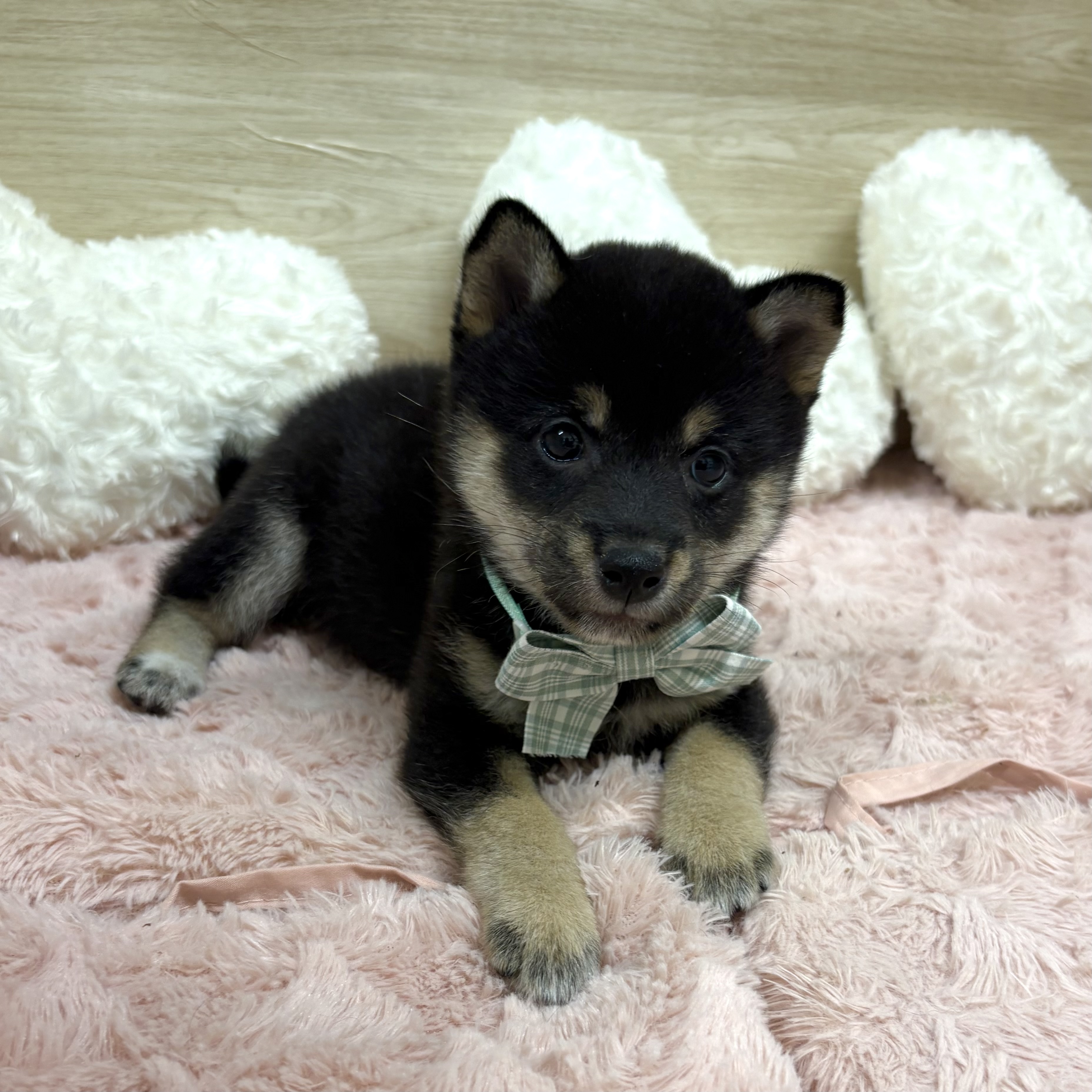 大阪府の豆柴 (犬の家＆猫の里そよら東岸和田店/2025年8月20日生まれ/男の子/黒)の子犬の2枚目の画像