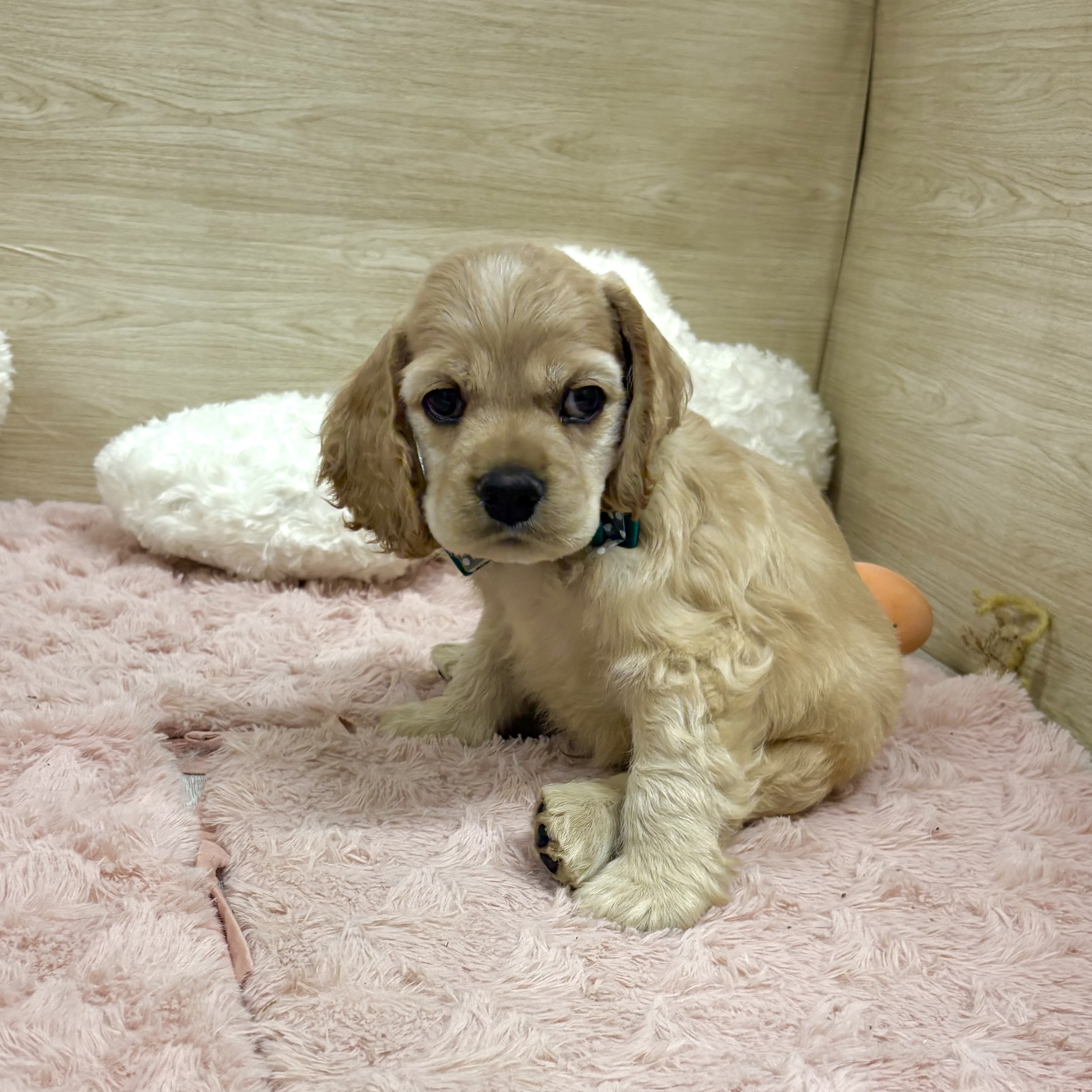 大阪府のアメリカンコッカースパニエル (犬の家＆猫の里そよら東岸和田店/2025年8月21日生まれ/男の子/バフ)の子犬の1枚目の画像