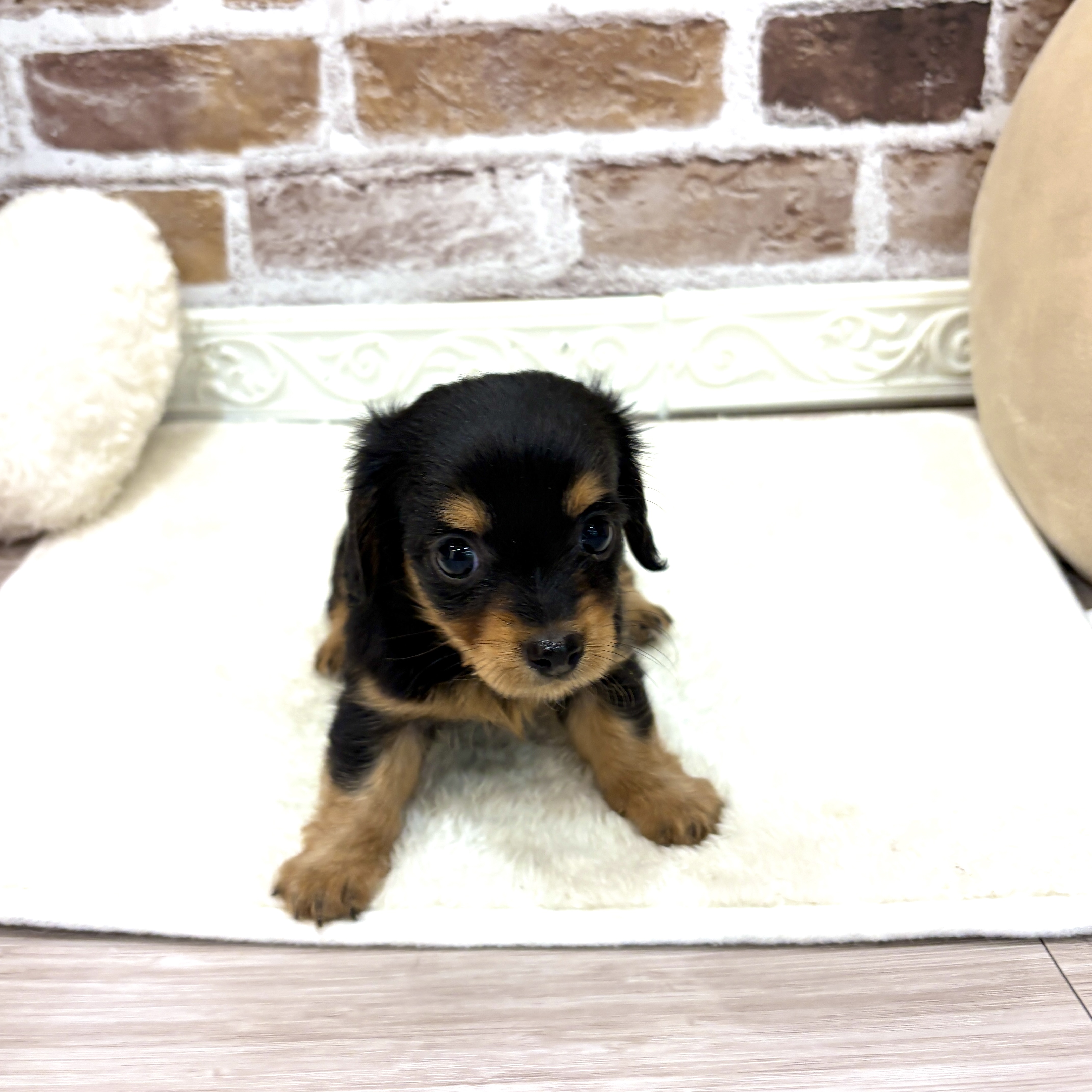 三重県のチワックス(チワワ×ダックス) (犬の家＆猫の里三重桑名店/2026年7月6日生まれ/女の子/ブラックタン)の子犬の2枚目の画像