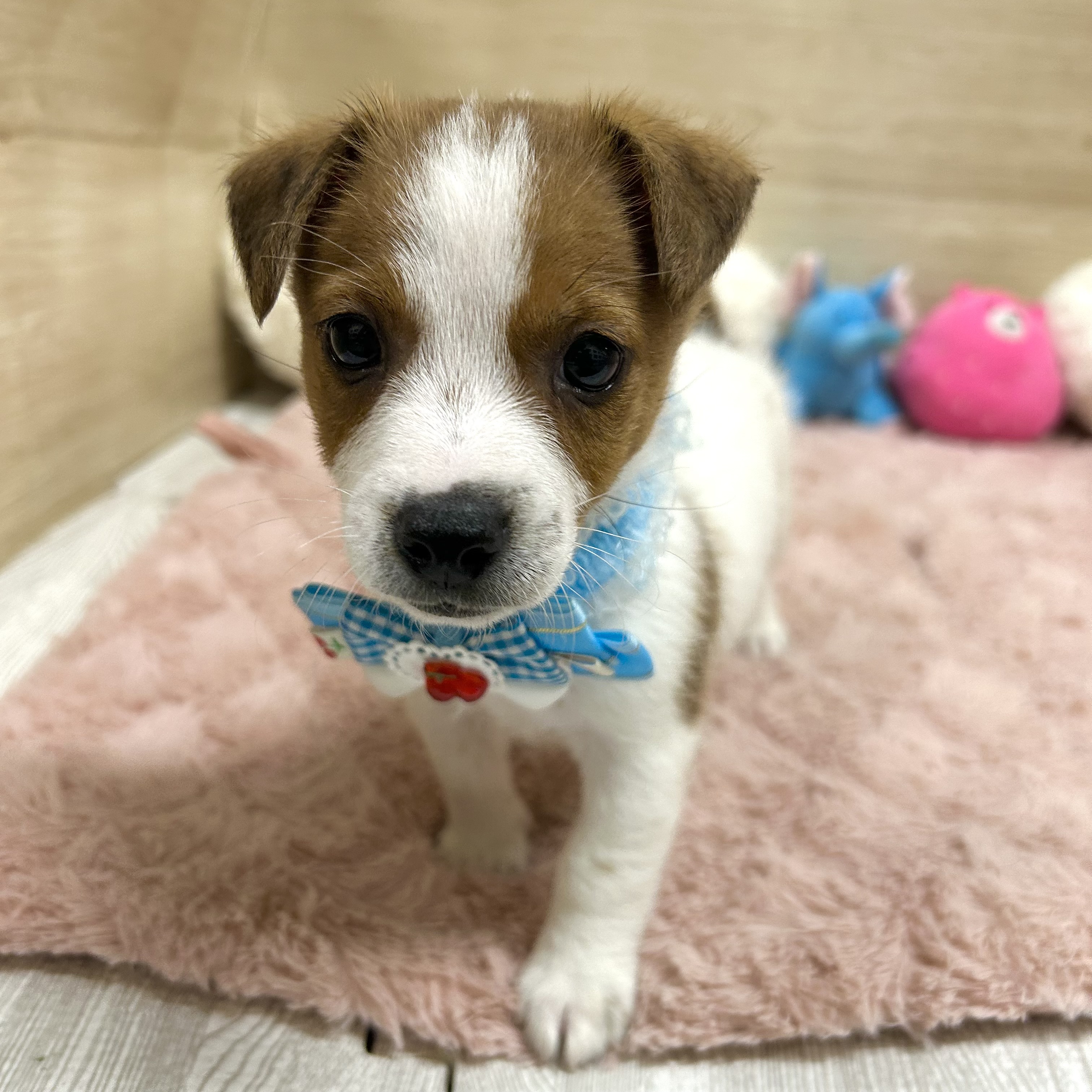 大阪府のジャックラッセルテリア (犬の家＆猫の里そよら東岸和田店/2025年7月6日生まれ/男の子/ホワイトタン)の子犬の2枚目の画像