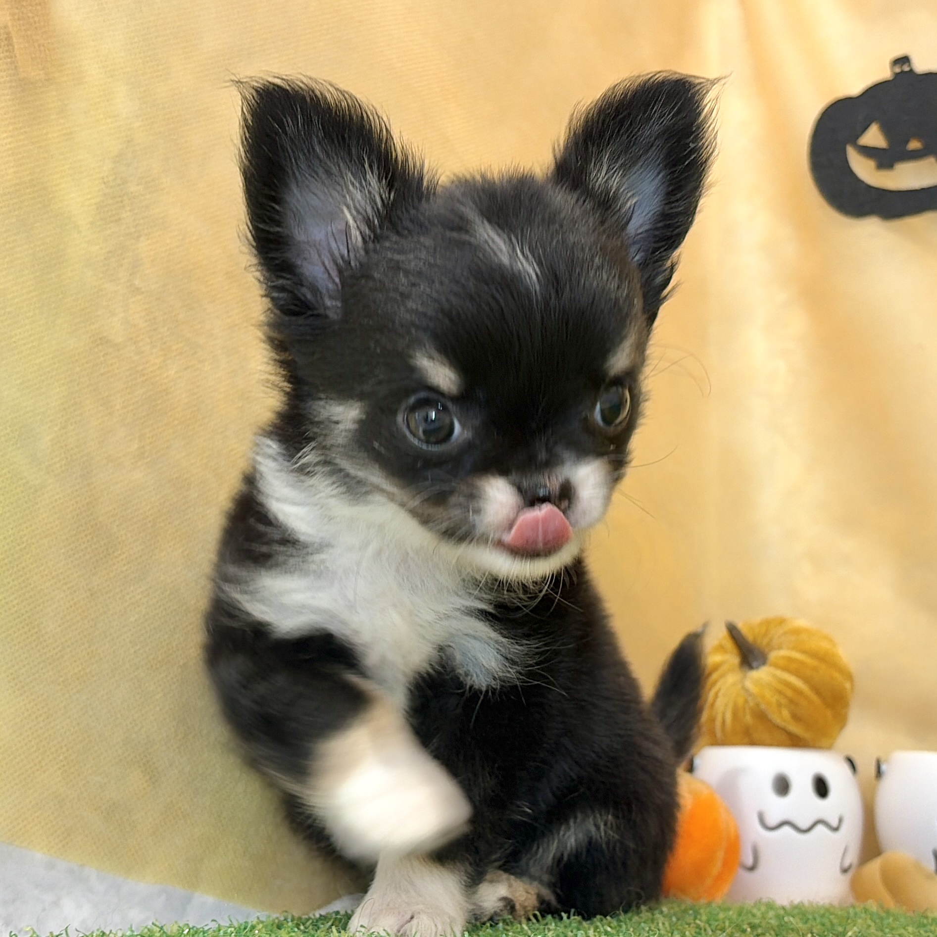 福岡県のチワワ(ロング) (犬の家＆猫の里くりえいと宗像店/2026年7月27日生まれ/女の子/ブラックタンホワイト)の子犬の2枚目の画像