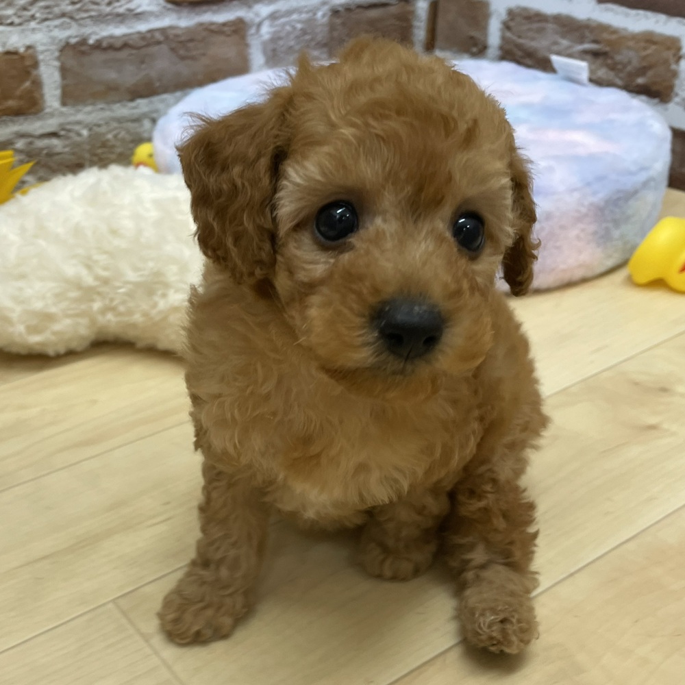 愛知県のトイプードル(トイ) (犬の家＆猫の里七宝店/2025年10月15日生まれ/男の子/オレンジフォーン)の子犬の2枚目の画像