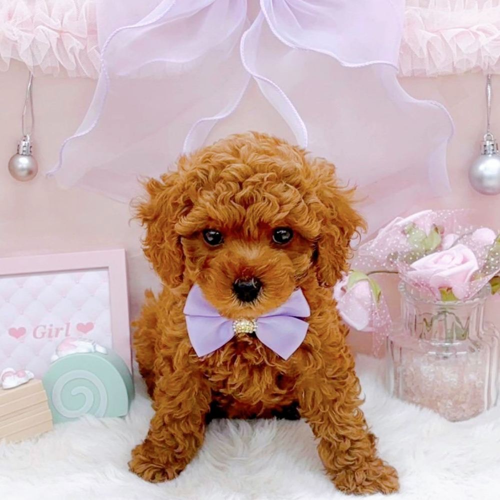 福井県のトイプードル(トイ) (犬の家＆猫の里アミーゴ福井大和田店/2026年4月11日生まれ/女の子/アプリコット)の子犬の1枚目の画像