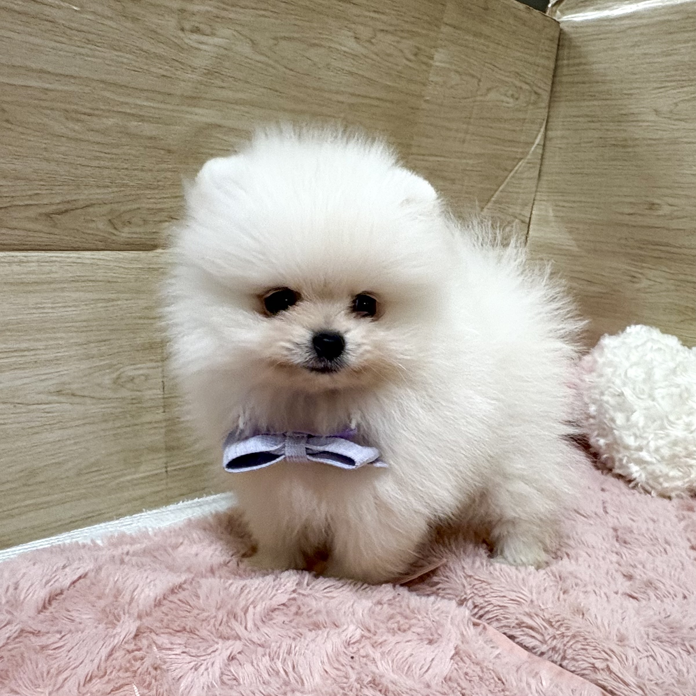 大阪府のポメラニアン (犬の家＆猫の里そよら東岸和田店/2025年8月18日生まれ/男の子/クリーム)の子犬の2枚目の画像