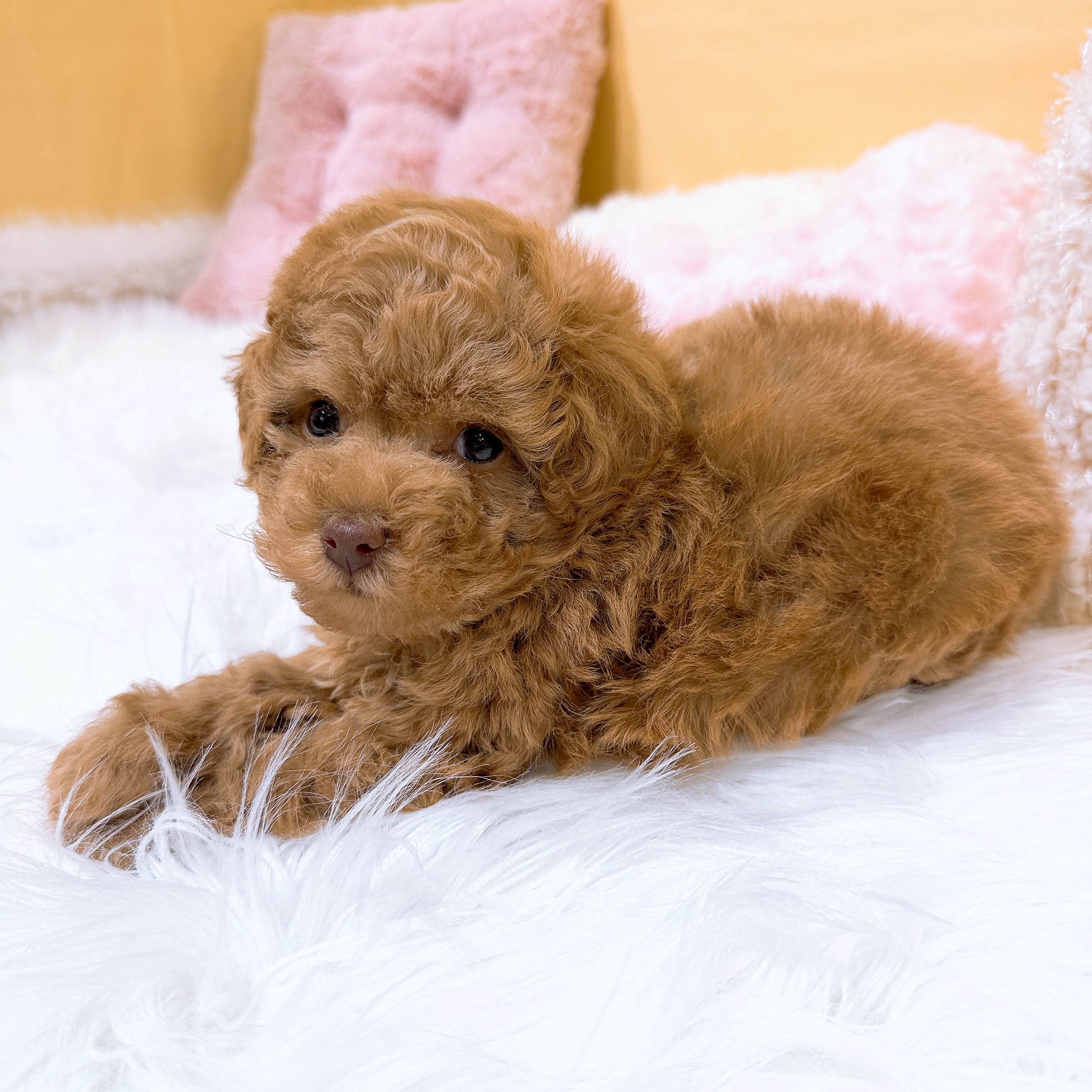 神奈川県のトイプードル(トイ) (犬の家＆猫の里元住吉ブレーメン通り店/2026年1月19日生まれ/男の子/アプリコット)の子犬の2枚目の画像