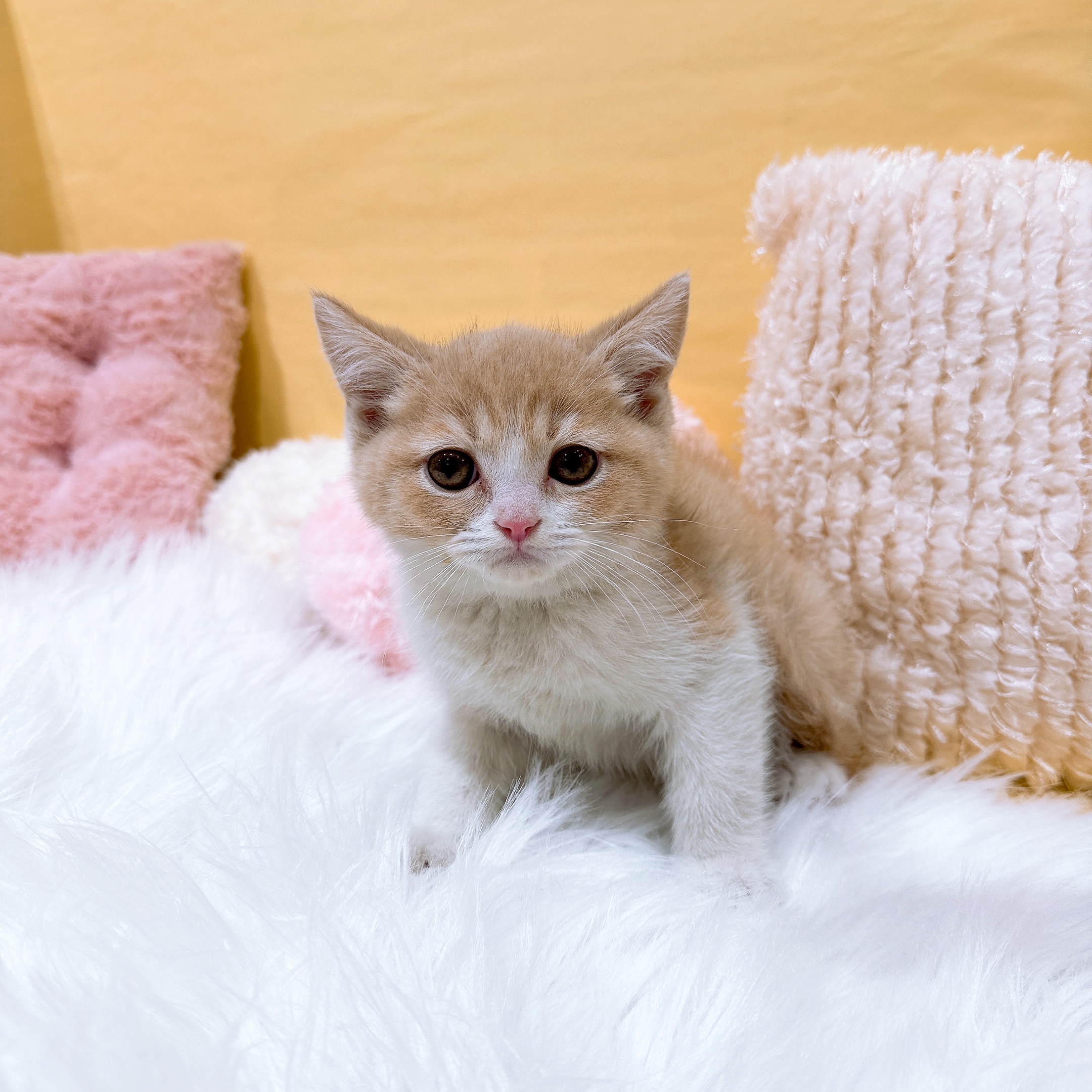 ブリティッシュショートヘア男の子の写真