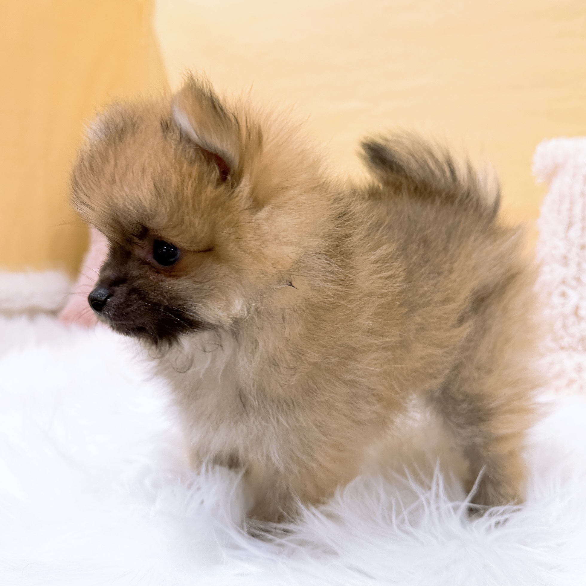 神奈川県のポメラニアン (犬の家＆猫の里元住吉ブレーメン通り店/2026年1月15日生まれ/男の子/オレンジセーブル)の子犬の2枚目の画像