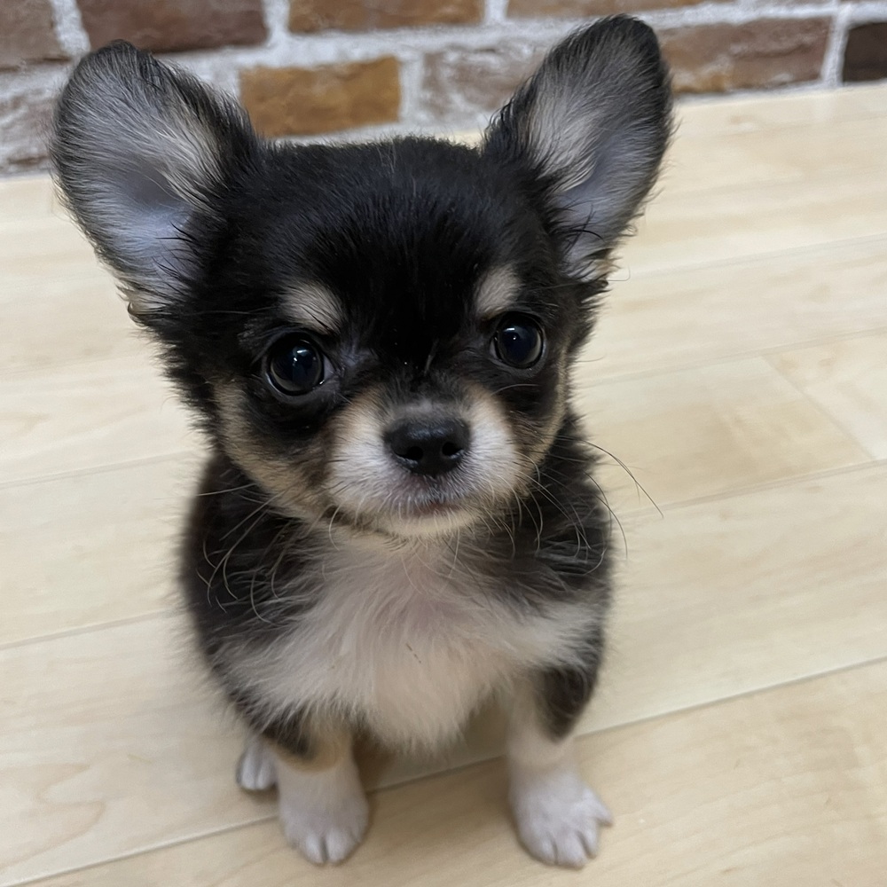 愛知県のチワワ(ロング) (犬の家＆猫の里七宝店/2025年10月18日生まれ/男の子/ブラックタンホワイト)の子犬の2枚目の画像