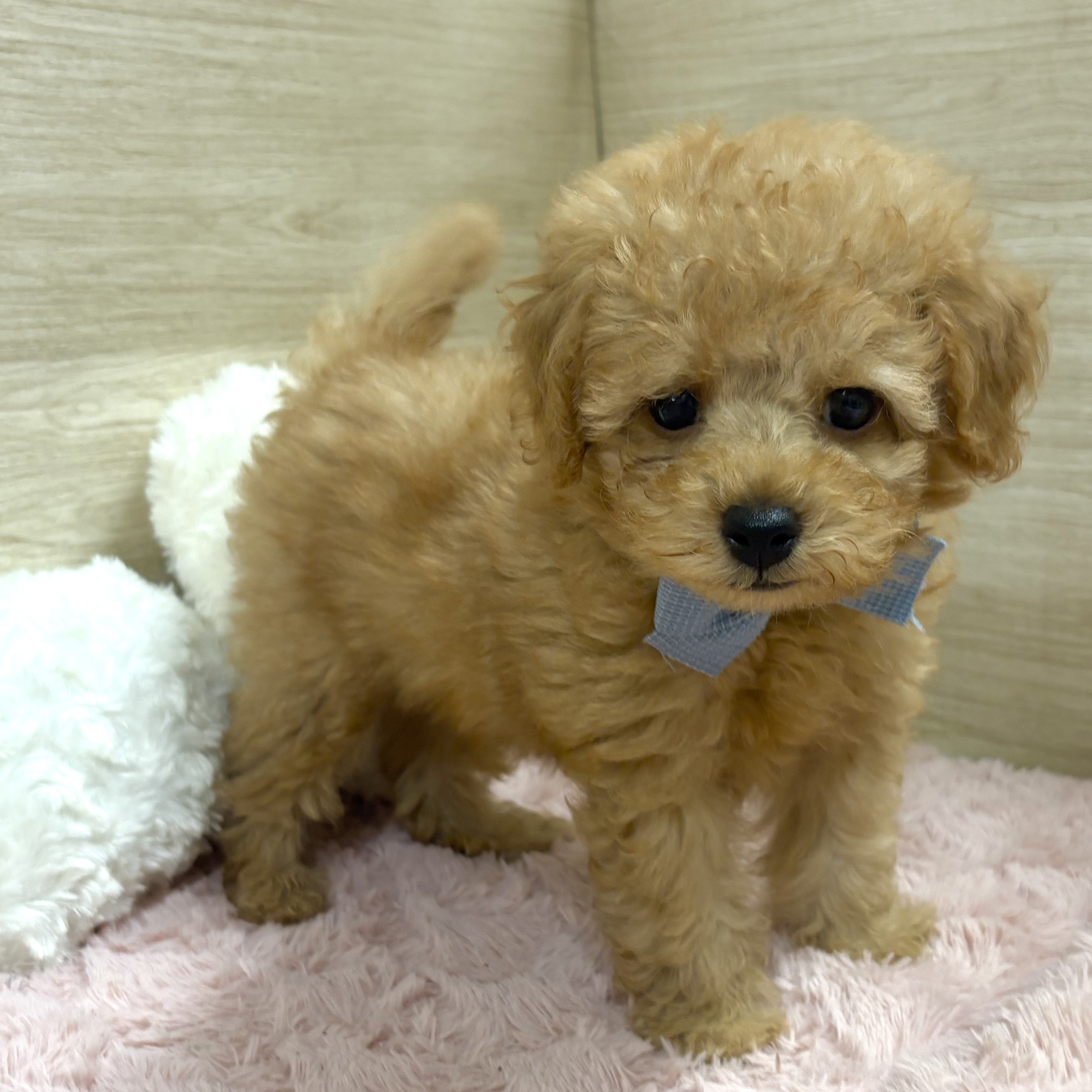 大阪府のトイプードル(トイ) (犬の家＆猫の里そよら東岸和田店/2025年8月14日生まれ/男の子/オレンジフォーン)の子犬の1枚目の画像