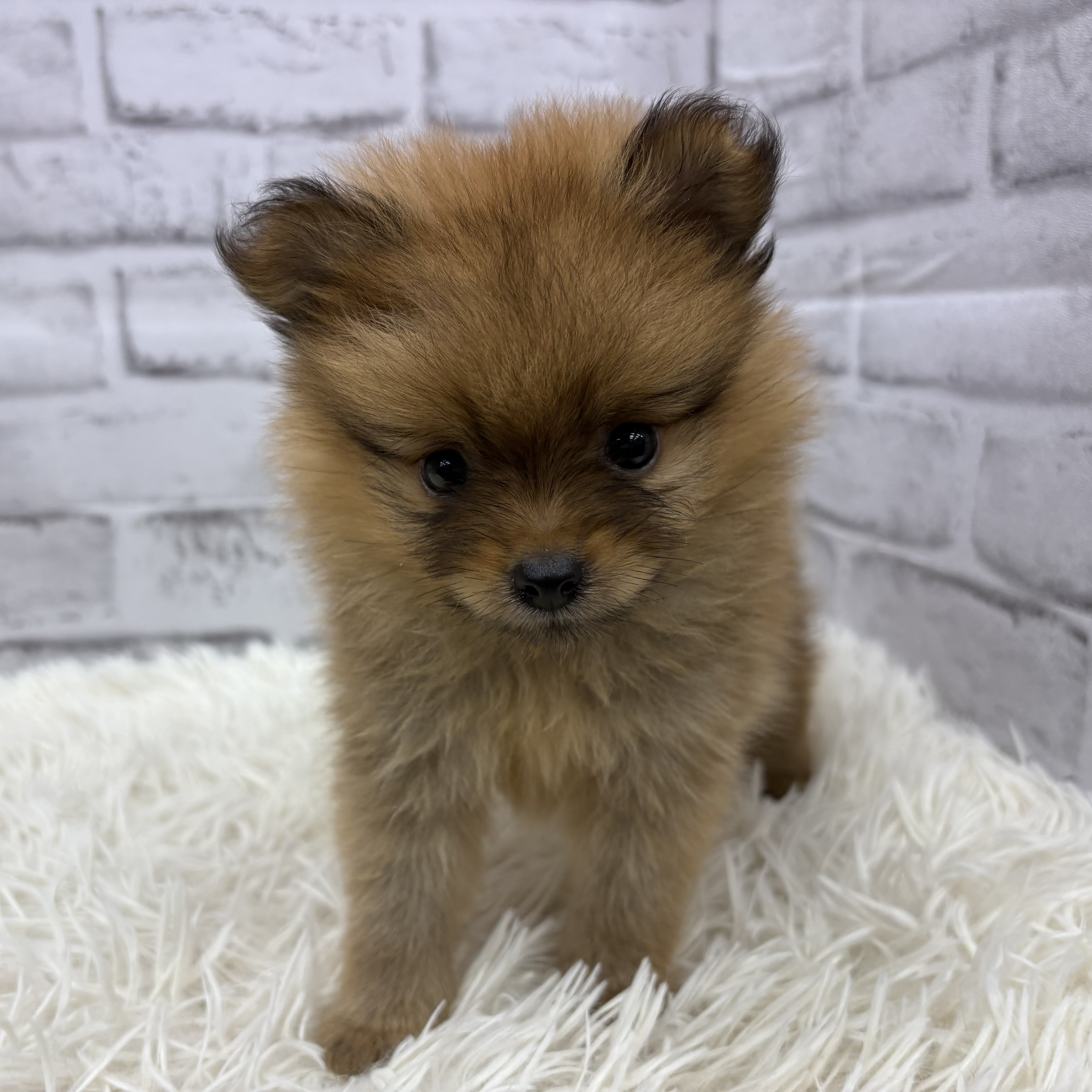 愛知県のポメラニアン (犬の家＆猫の里MEGAドン・キホーテ東海名和店/2026年5月10日生まれ/女の子/オレンジ)の子犬の2枚目の画像