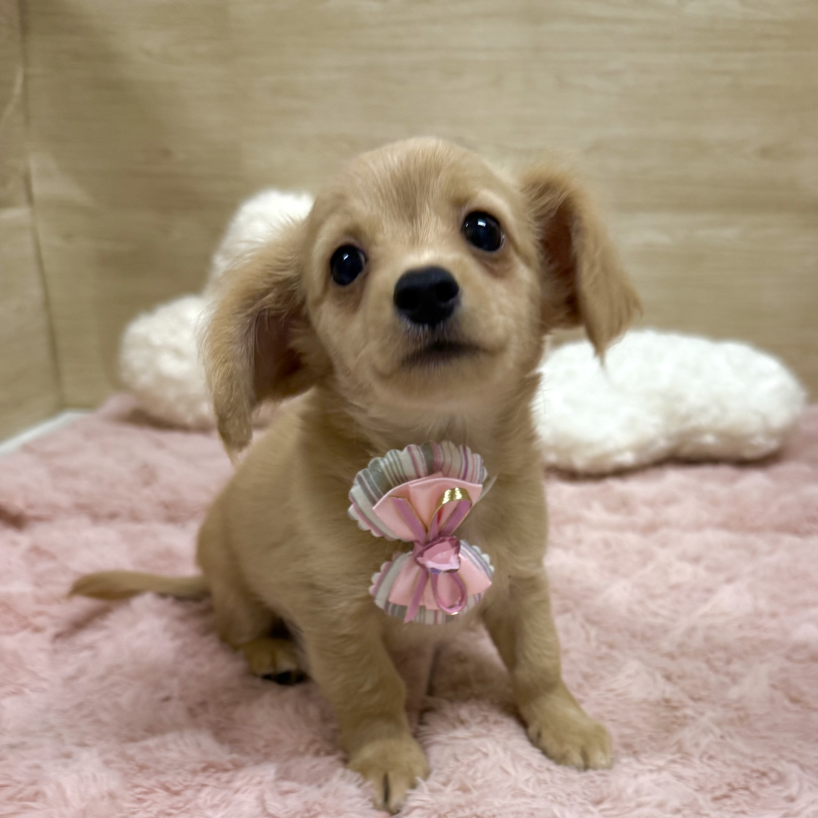 大阪府のチワックス(チワワ×ダックス) (犬の家＆猫の里そよら東岸和田店/2025年7月28日生まれ/男の子/クリーム)の子犬の1枚目の画像