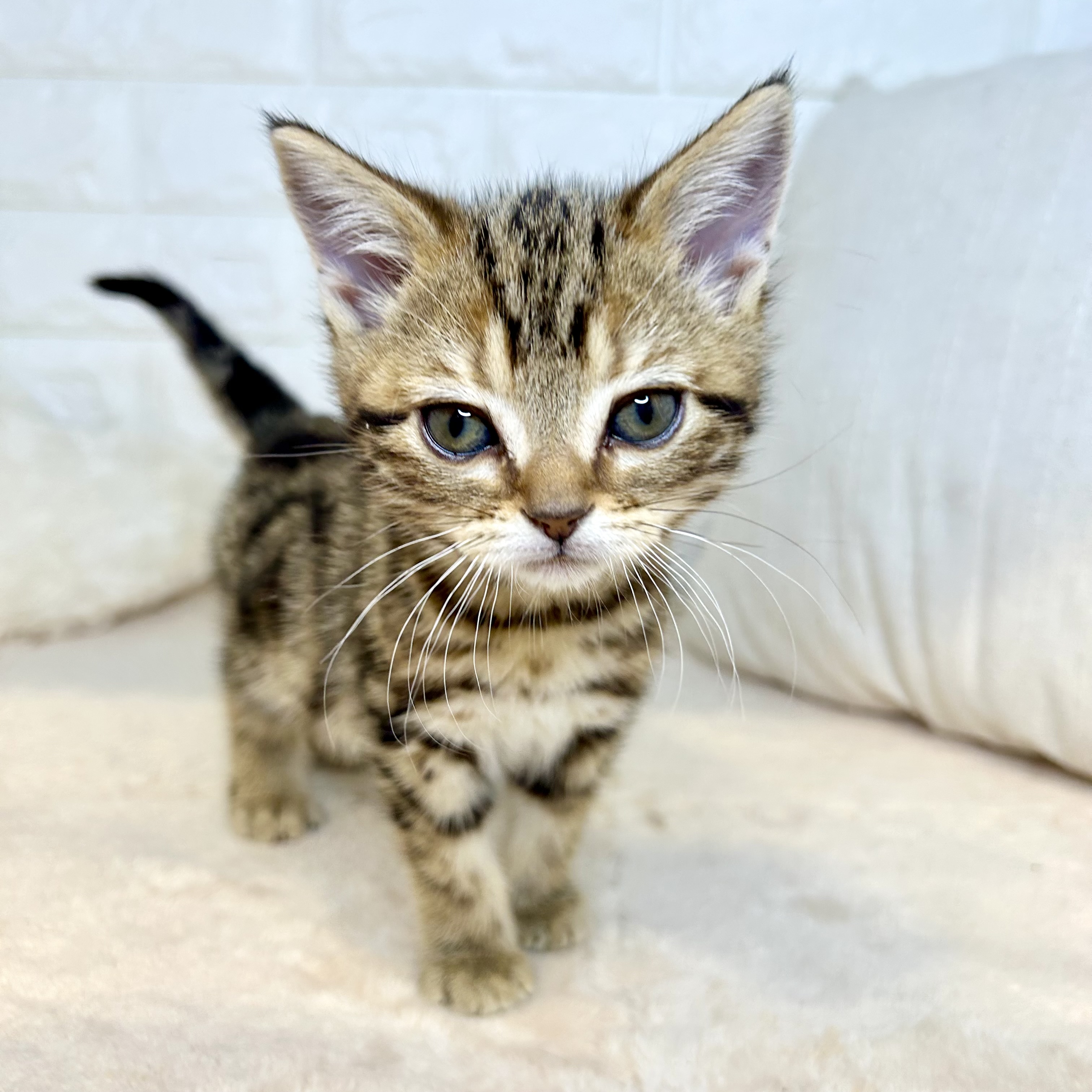 東京都のアメリカンショートヘアー (犬の家＆猫の里新宿店/2025年12月2日生まれ/女の子/ブラウンタビー)の子猫の2枚目の画像