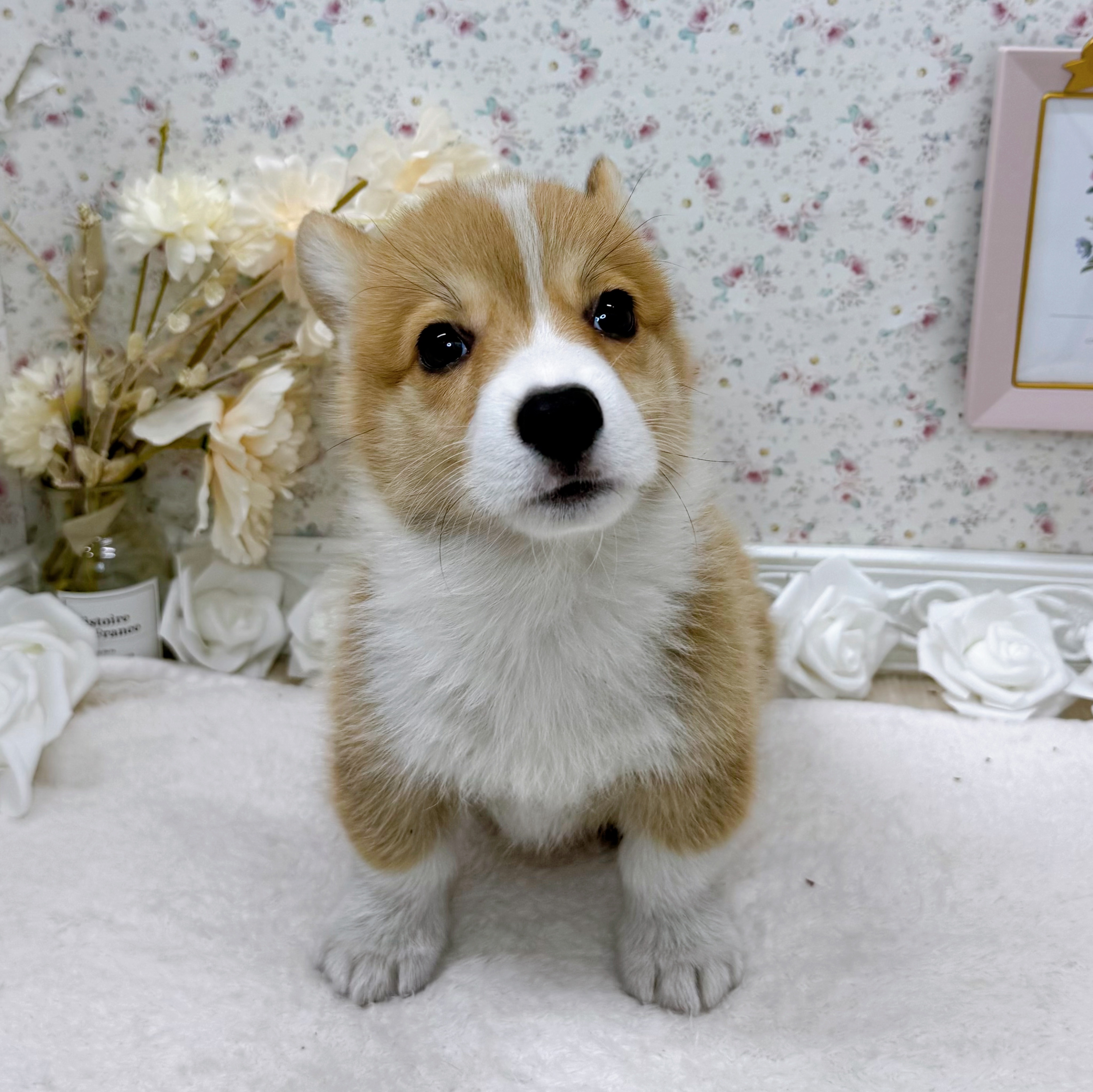 石川県のウェルシュコーギーペンブローク (犬の家＆猫の里アミーゴ金沢有松店/2025年6月8日生まれ/男の子/レッドホワイト)の子犬の2枚目の画像