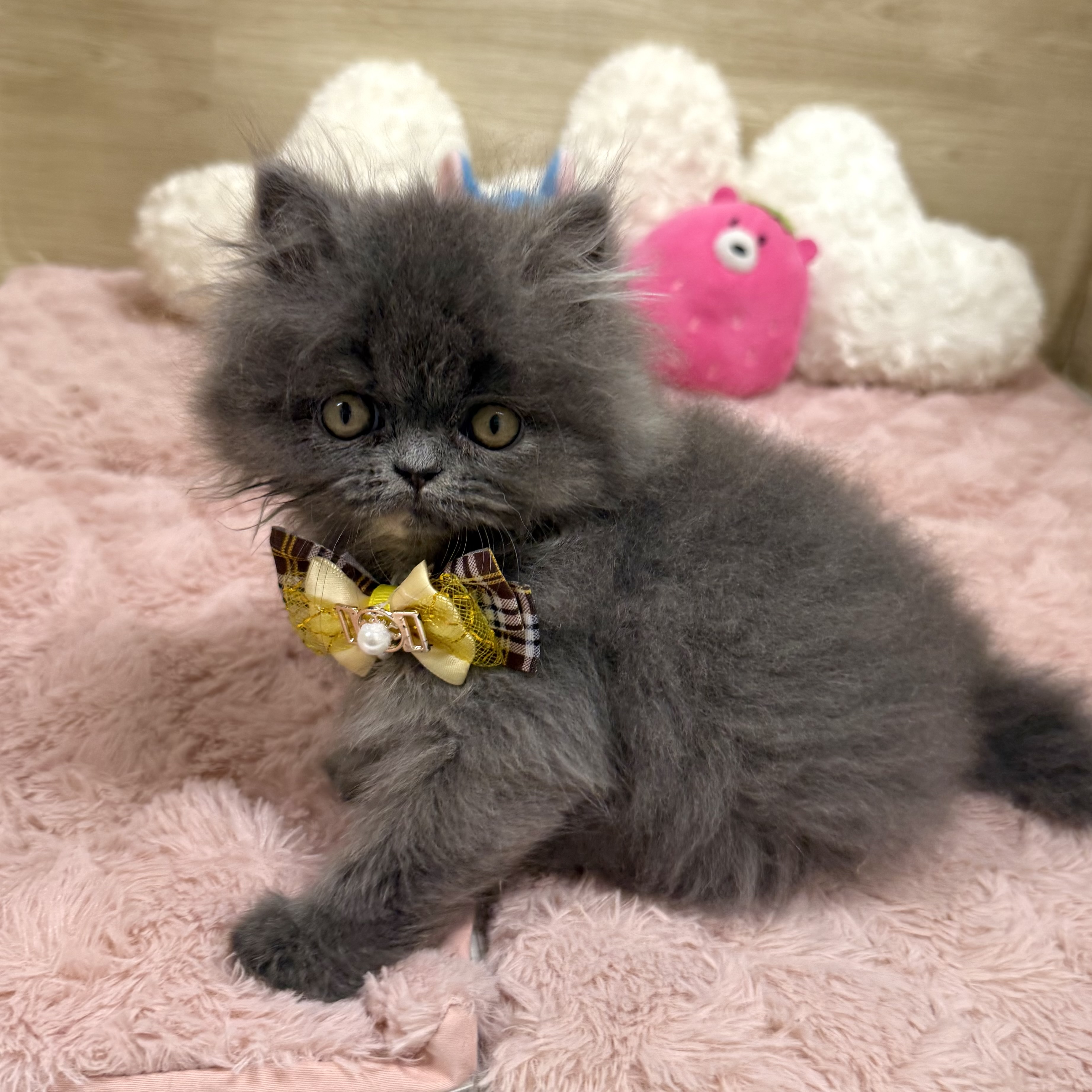 大阪府のエキゾチック (犬の家&猫の里そよら東岸和田店/2025年7月27日生まれ/女の子/ブルークリーム)の子猫の1枚目の画像