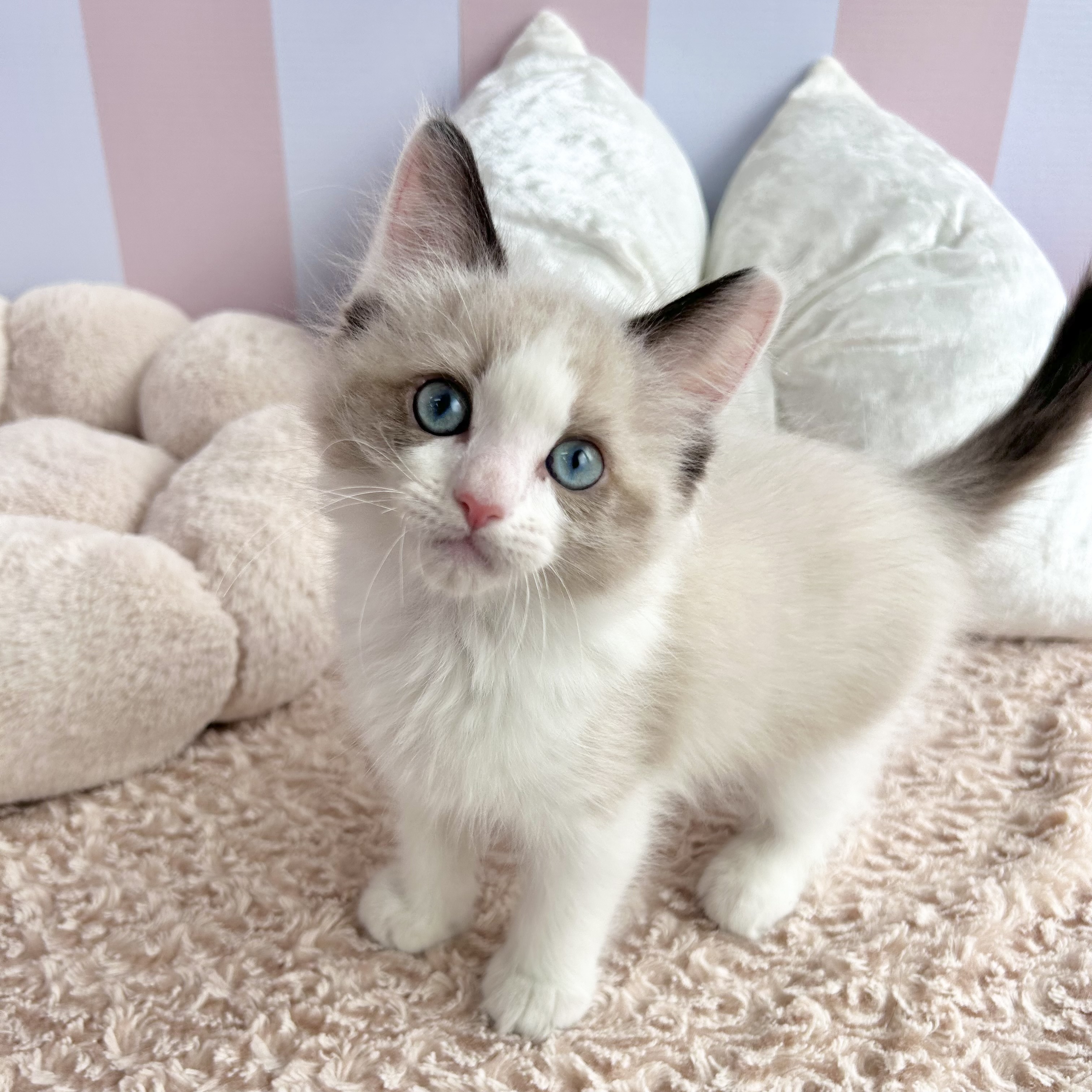 岡山県のラグドール (犬の家＆猫の里倉敷中庄店/2025年9月4日生まれ/男の子/シールポイントバイカラー)の子猫の1枚目の画像