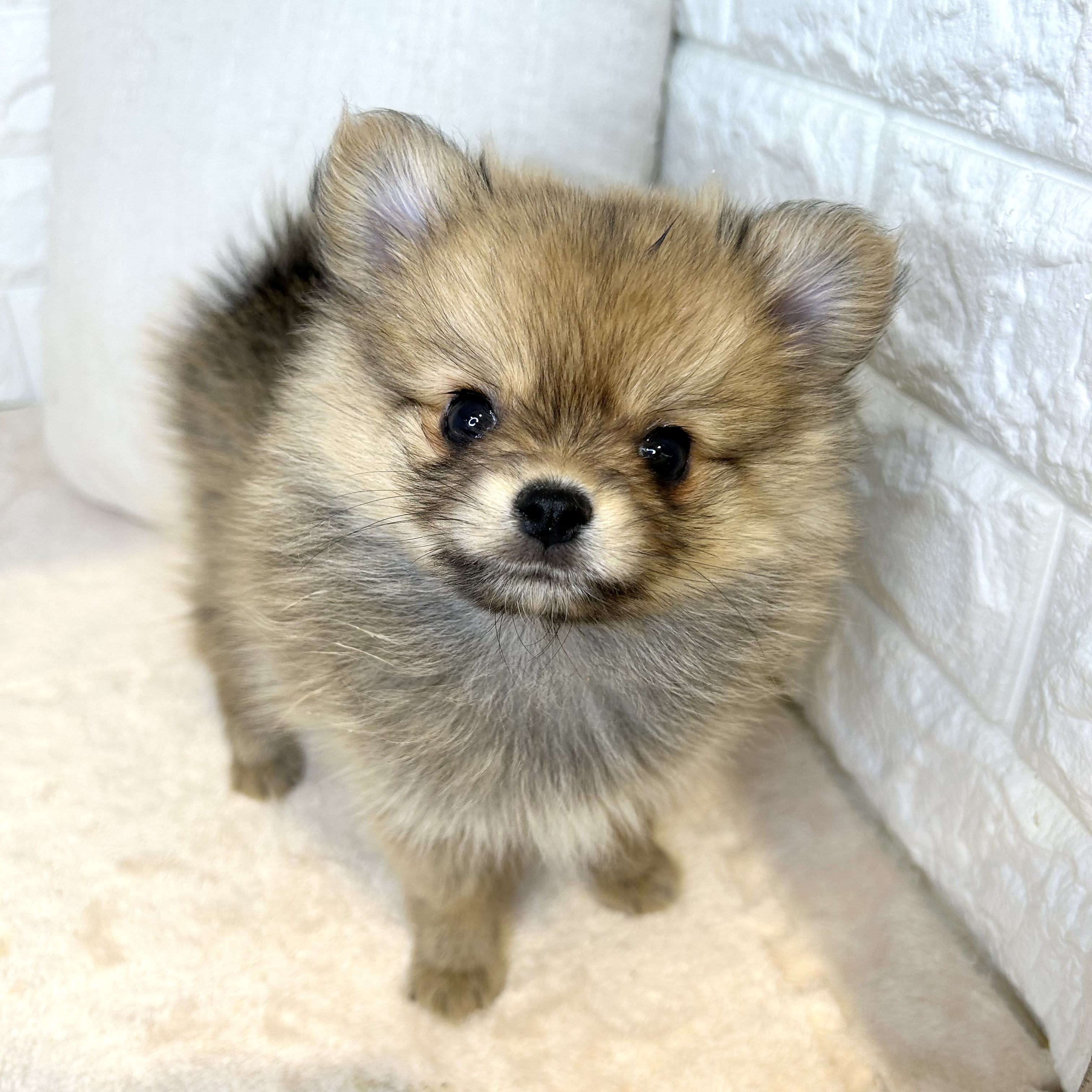 東京都のポメチワ/チワポメ/ポメチー(ポメラニアン×チワワ) (犬の家＆猫の里新宿店/2025年12月7日生まれ/女の子/フォーン)の子犬の2枚目の画像