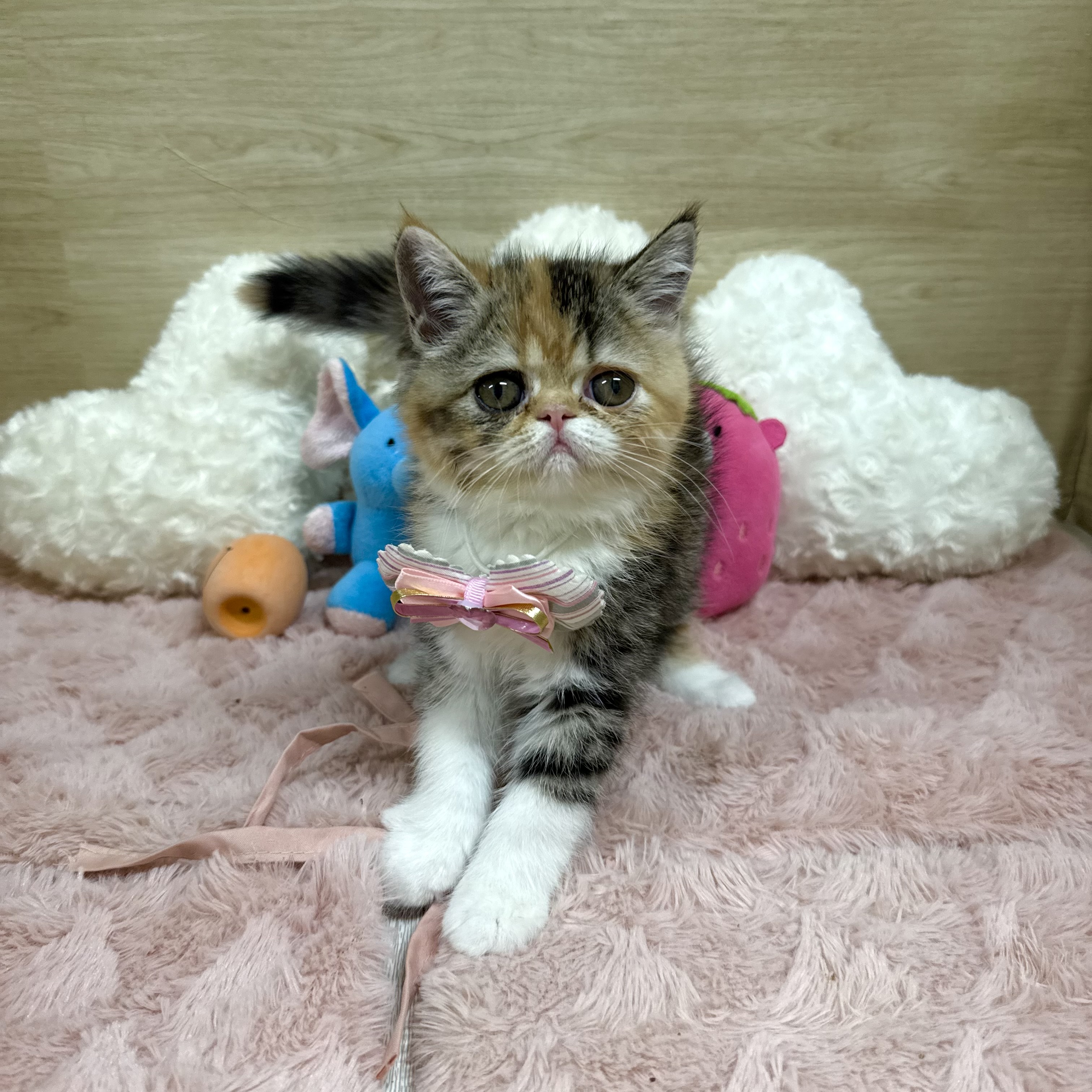 大阪府のミヌエット (犬の家＆猫の里そよら東岸和田店/2025年8月3日生まれ/女の子/キャリコ)の子猫の1枚目の画像