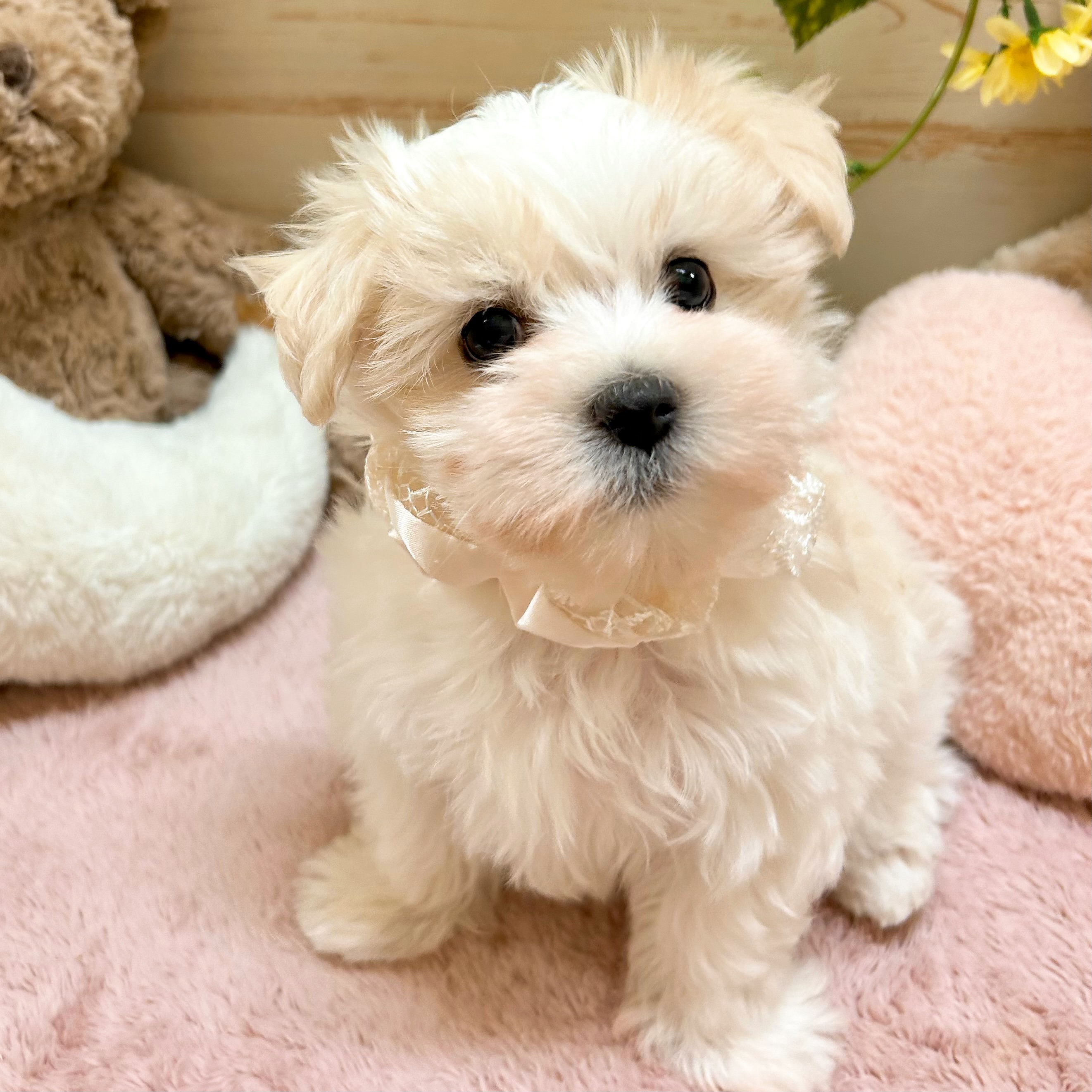 兵庫県のマルチーズ (犬の家＆猫の里神戸店/2026年2月4日生まれ/女の子/ホワイト)の子犬の2枚目の画像