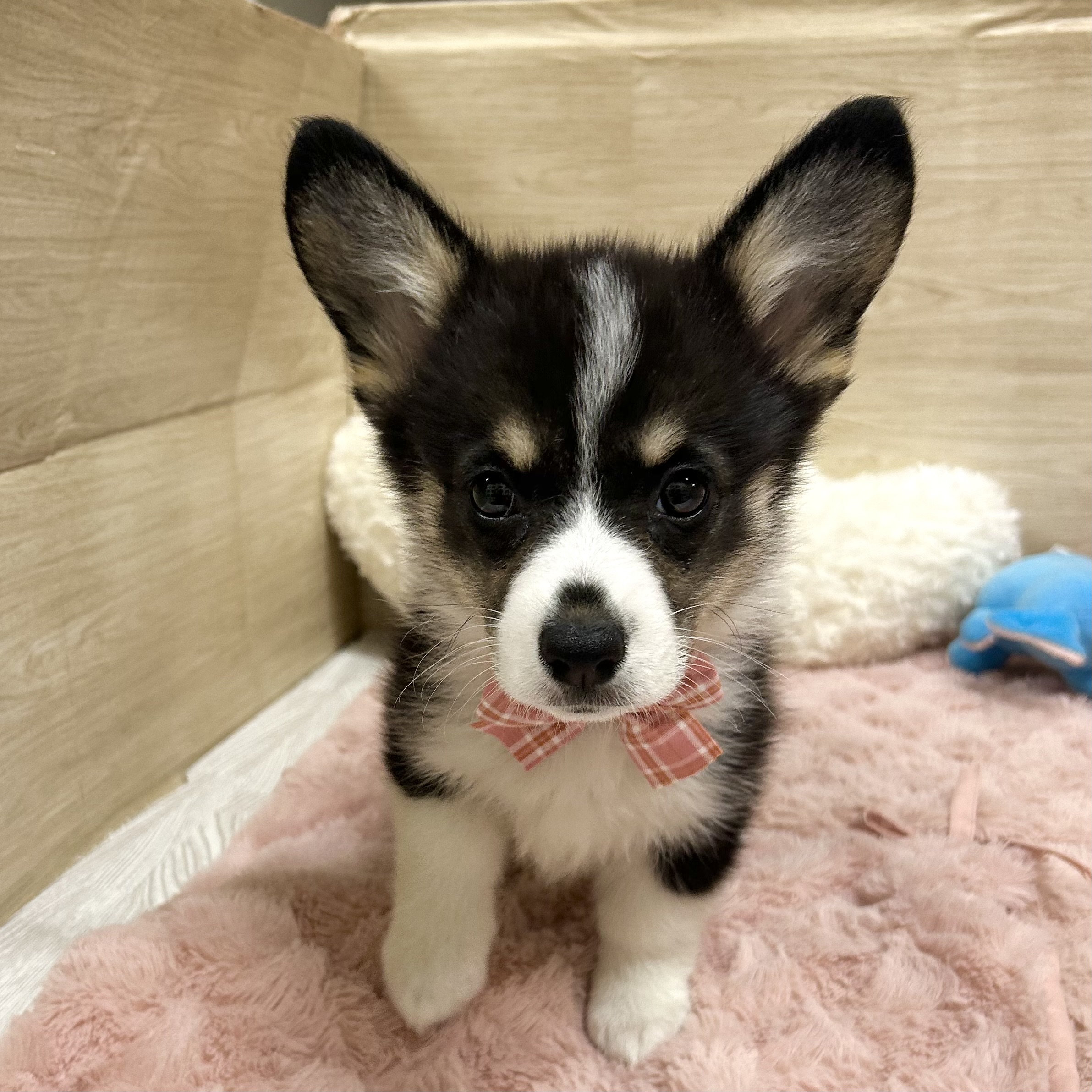 大阪府のウェルシュコーギーペンブローク (犬の家＆猫の里そよら東岸和田店/2025年7月16日生まれ/女の子/ブラックタンホワイト)の子犬の1枚目の画像