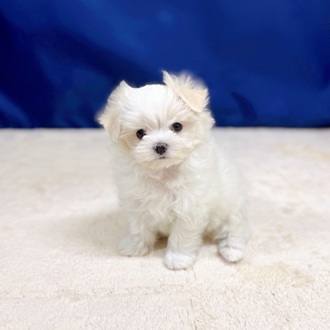 愛知県のマルチーズ (犬の家＆猫の里一宮店/2025年10月19日生まれ/女の子/ホワイト)の子犬の2枚目の画像