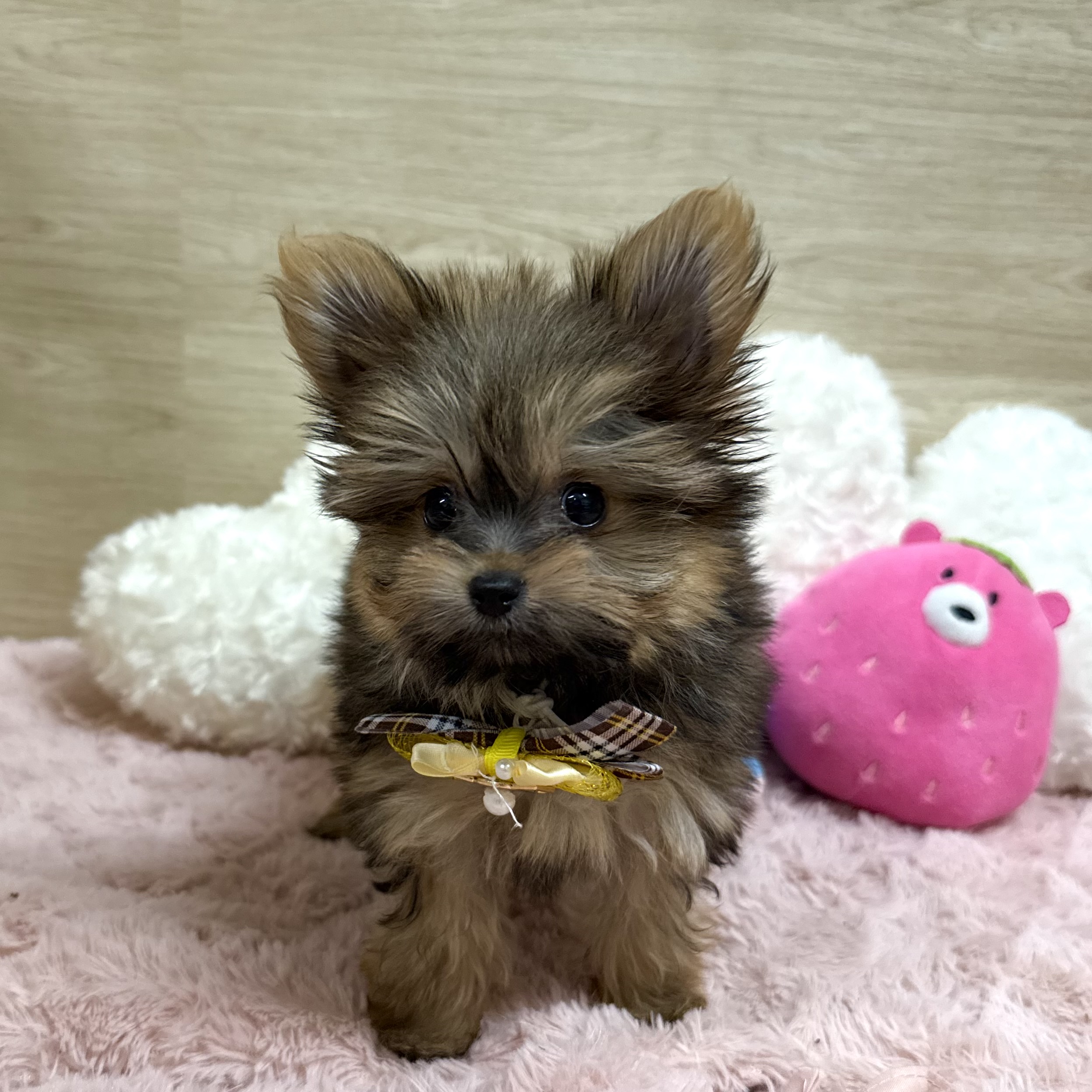 大阪府のポメキー(ポメラニアン×ヨークシャーテリア) (犬の家＆猫の里そよら東岸和田店/2025年7月26日生まれ/女の子/オレンジセーブル)の子犬の2枚目の画像