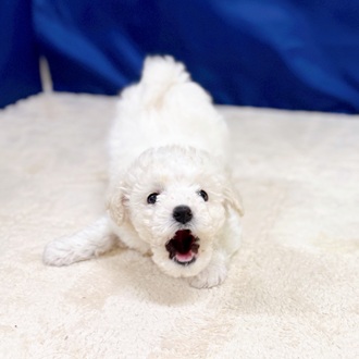 愛知県のビションフリーゼ (犬の家＆猫の里一宮店/2025年10月24日生まれ/男の子/ホワイト)の子犬の2枚目の画像