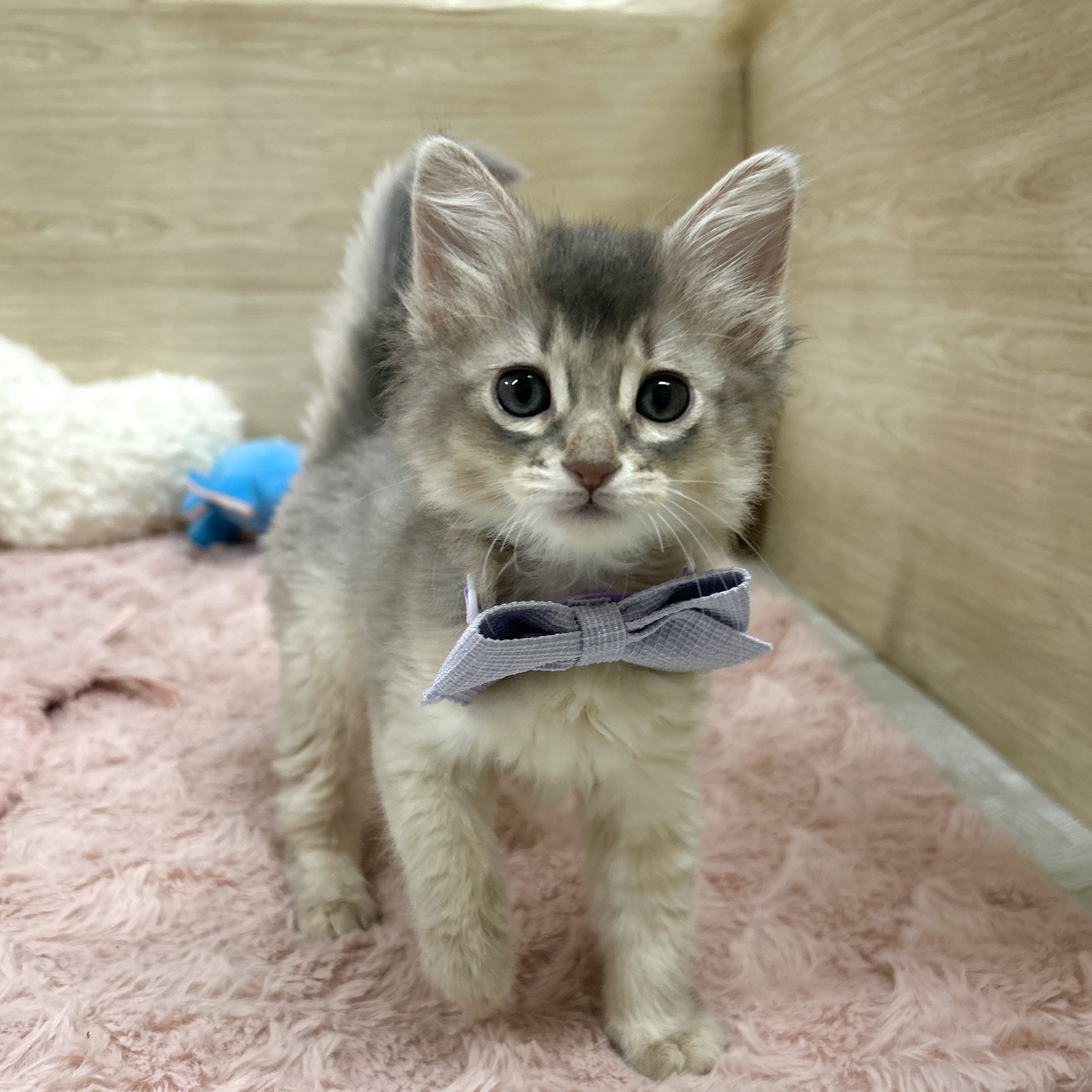 大阪府のソマリ (犬の家＆猫の里そよら東岸和田店/2025年7月19日生まれ/女の子/ブルー)の子猫の1枚目の画像