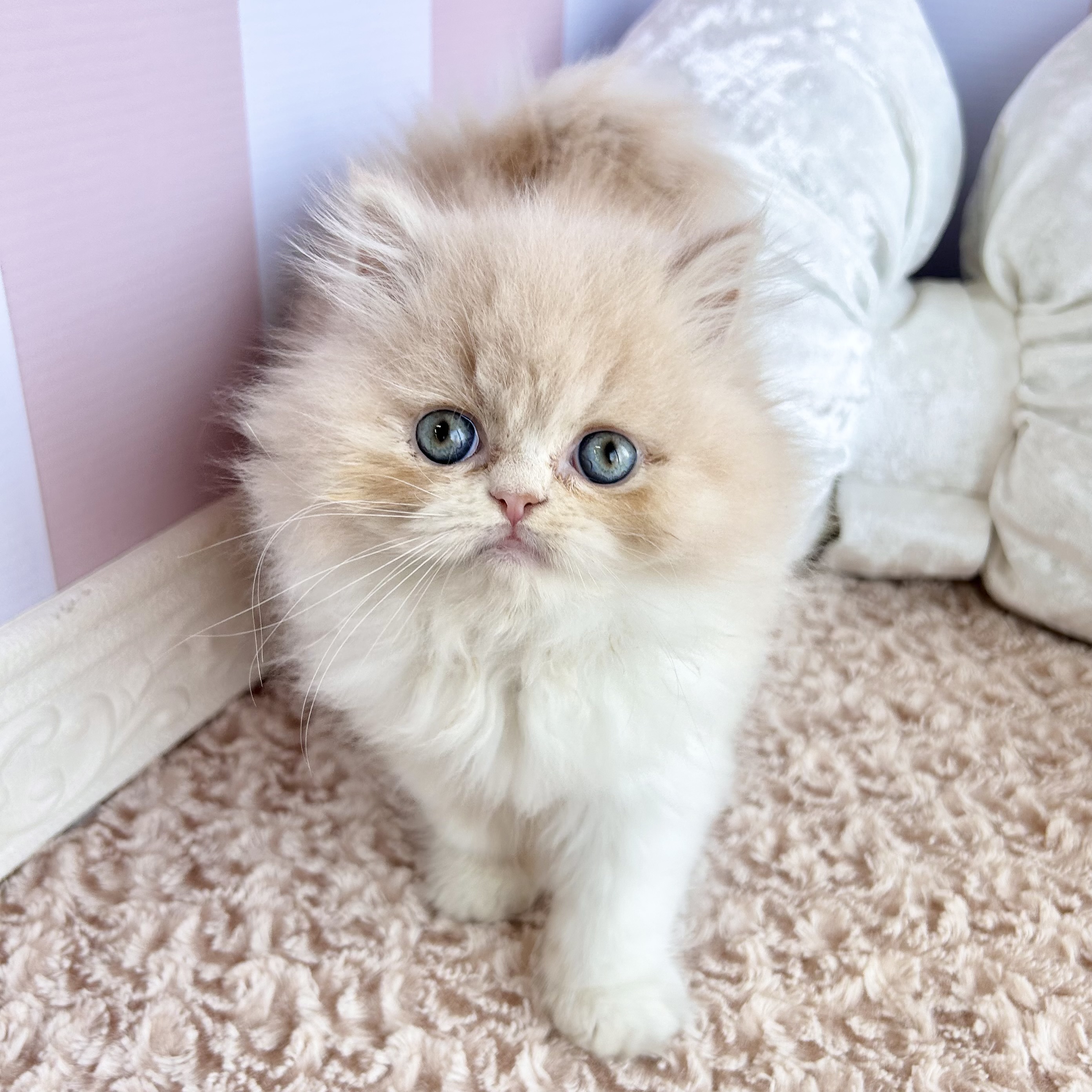 岡山県のエキゾチック (犬の家＆猫の里倉敷中庄店/2025年9月13日生まれ/女の子/クリームホワイト)の子猫の1枚目の画像