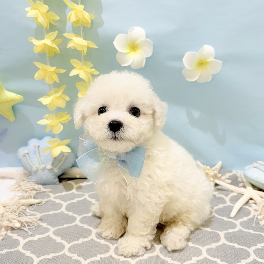 静岡県のビションフリーゼ (犬の家＆猫の里富士店/2025年5月26日生まれ/男の子/ホワイト)の子犬の1枚目の画像