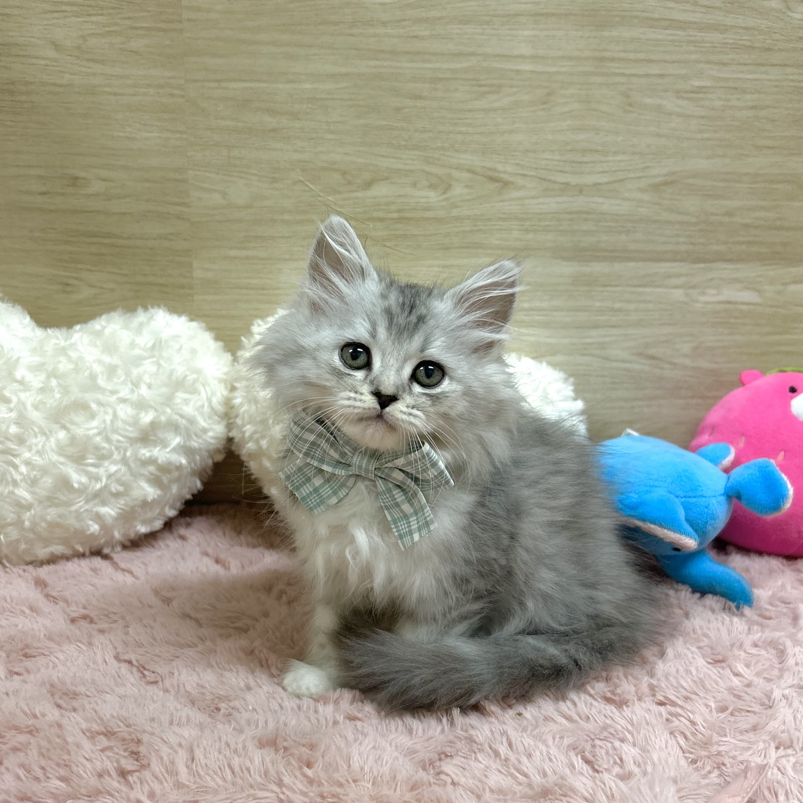大阪府のラガマフィン (犬の家＆猫の里そよら東岸和田店/2025年7月12日生まれ/女の子/ブルーパッチドタビーホワイト)の子猫の2枚目の画像