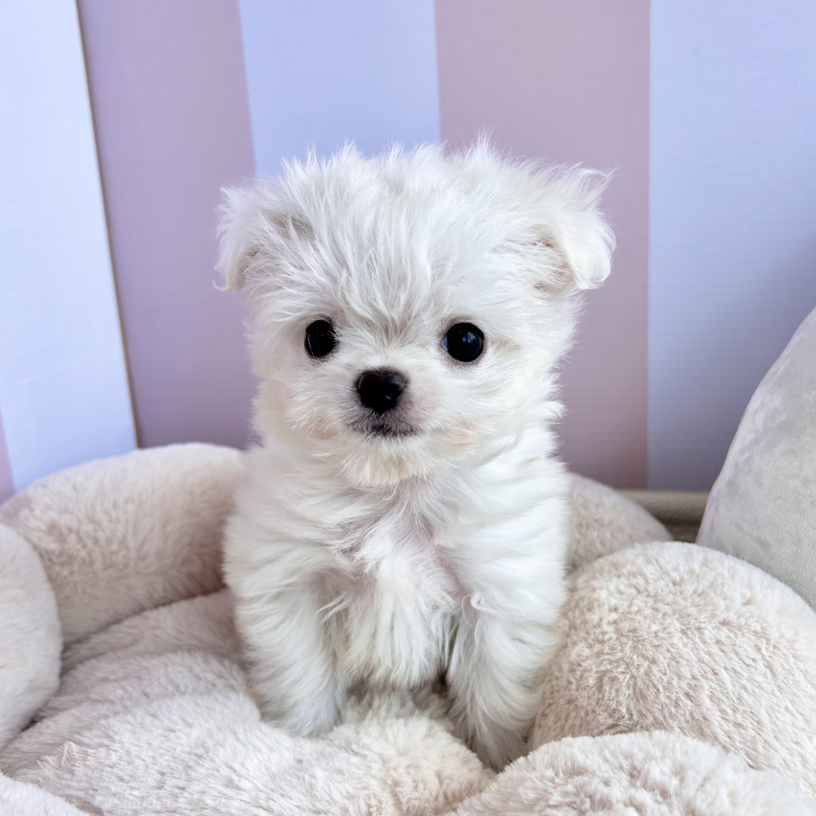 岡山県のチワマル/マルチワ(チワワ×マルチーズ) (犬の家＆猫の里倉敷中庄店/2025年9月14日生まれ/男の子/ホワイト)の子犬の1枚目の画像