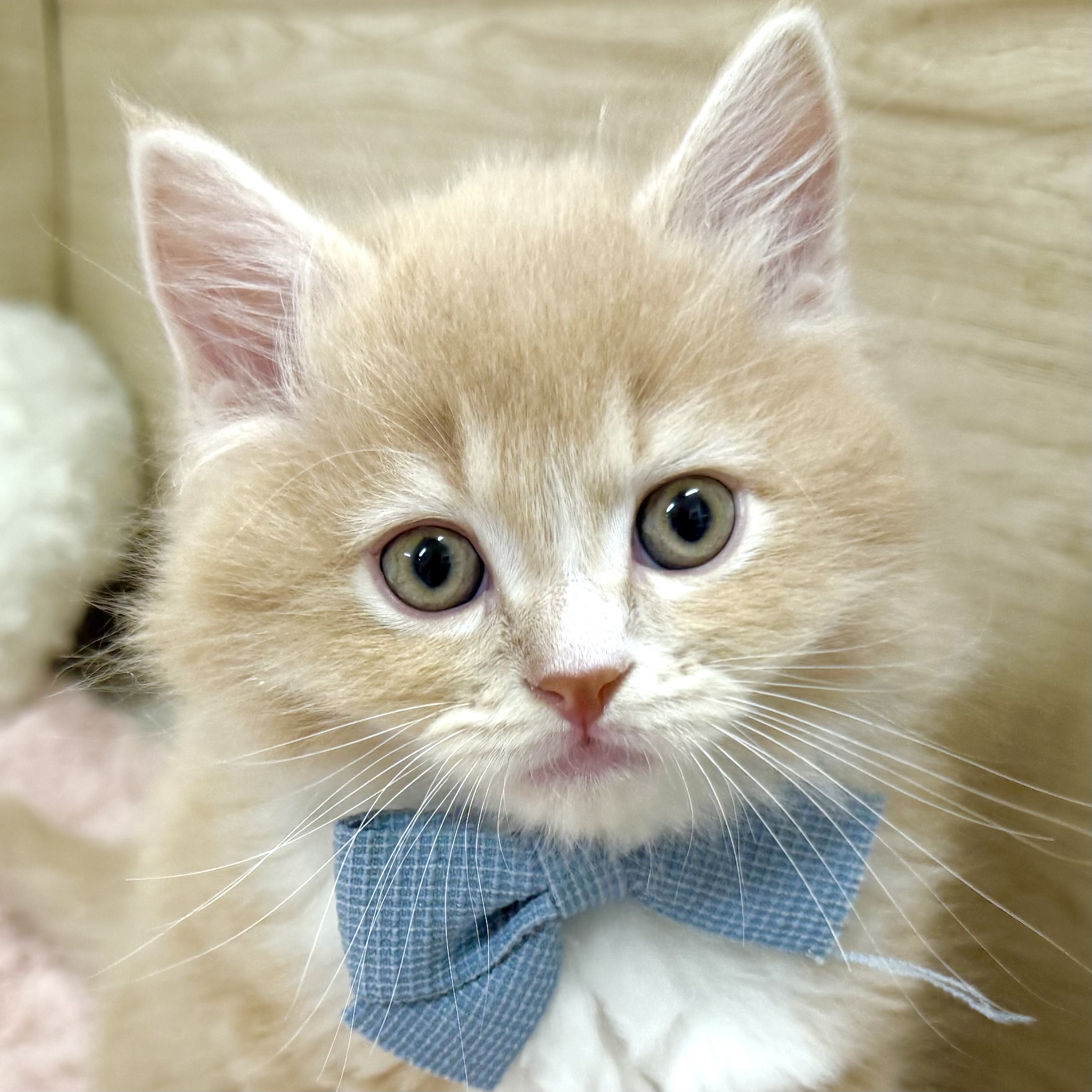 大阪府のサイベリアン (犬の家＆猫の里そよら東岸和田店/2026年3月3日生まれ/男の子/クリームタビーホワイト)の子猫の1枚目の画像